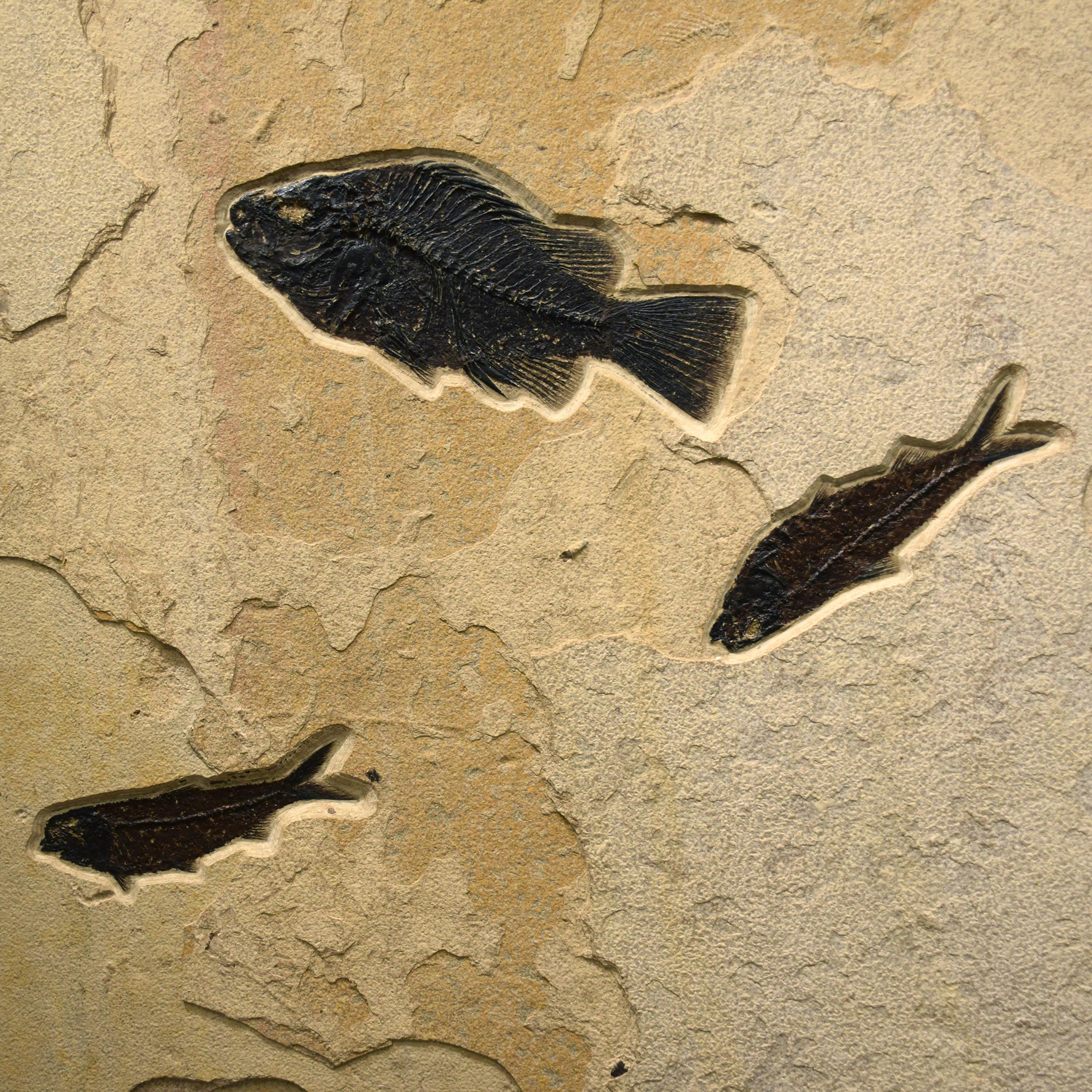 Mural de peces fósiles de 50 millones de años de la Formación Green River, Wyoming Estadounidense en venta