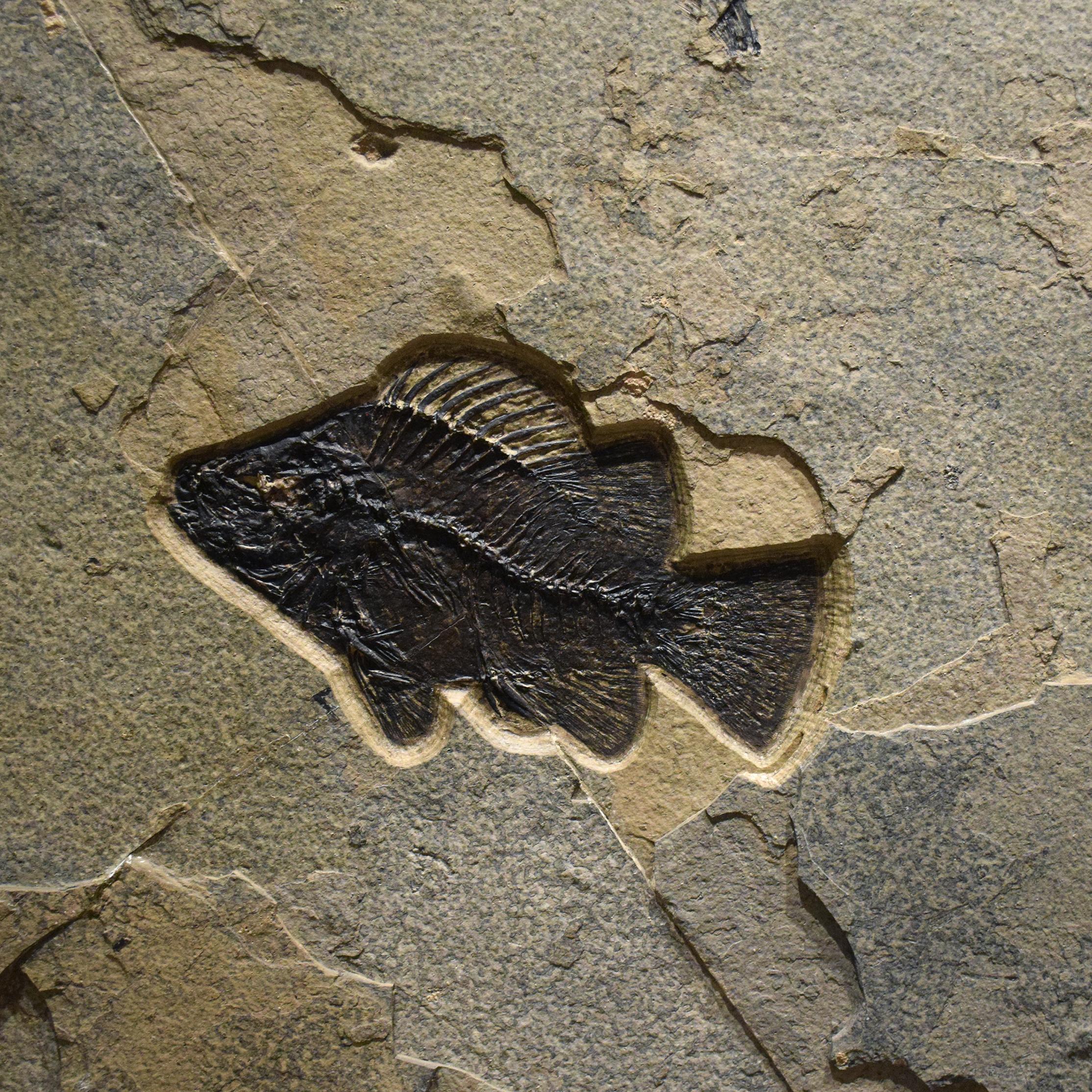 Americano Murale di pesce fossile di 50 milioni di anni fa dalla Formazione del Green River, Wyoming in vendita