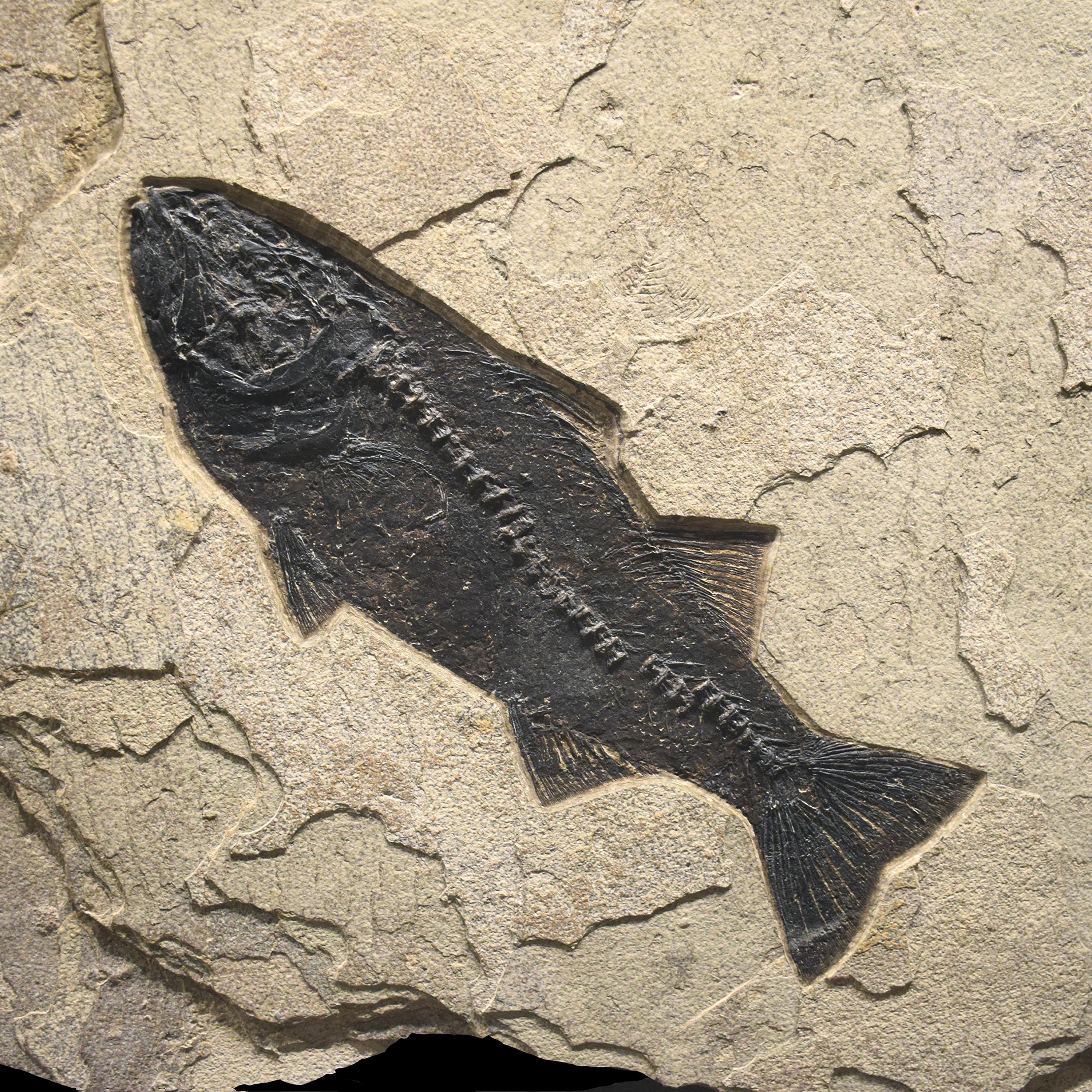 Americano Murale di pesce fossile di 50 milioni di anni fa dalla Formazione del Green River, Wyoming in vendita