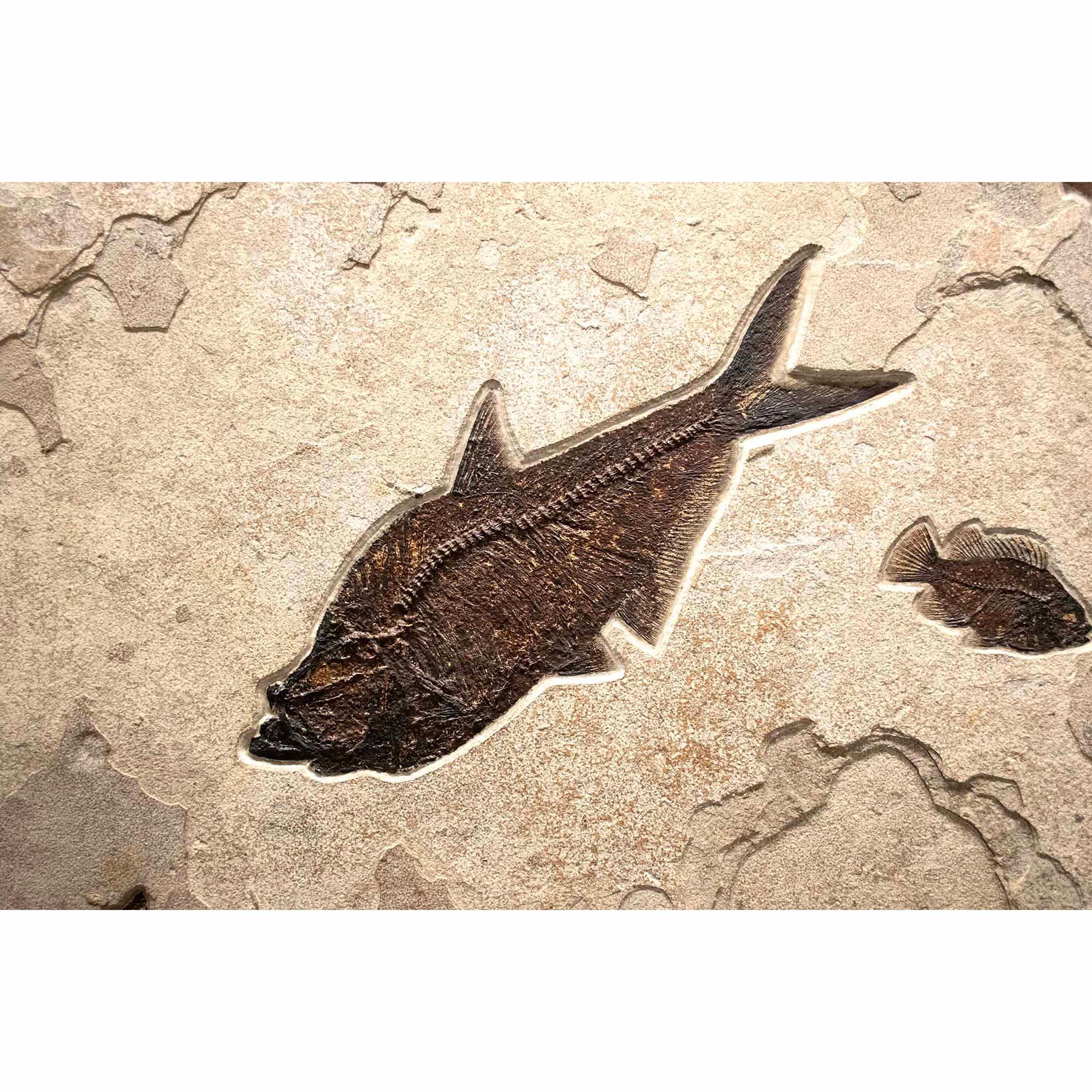 Mural de peces fósiles de 50 millones de años de la Formación Green River, Wyoming Estadounidense en venta
