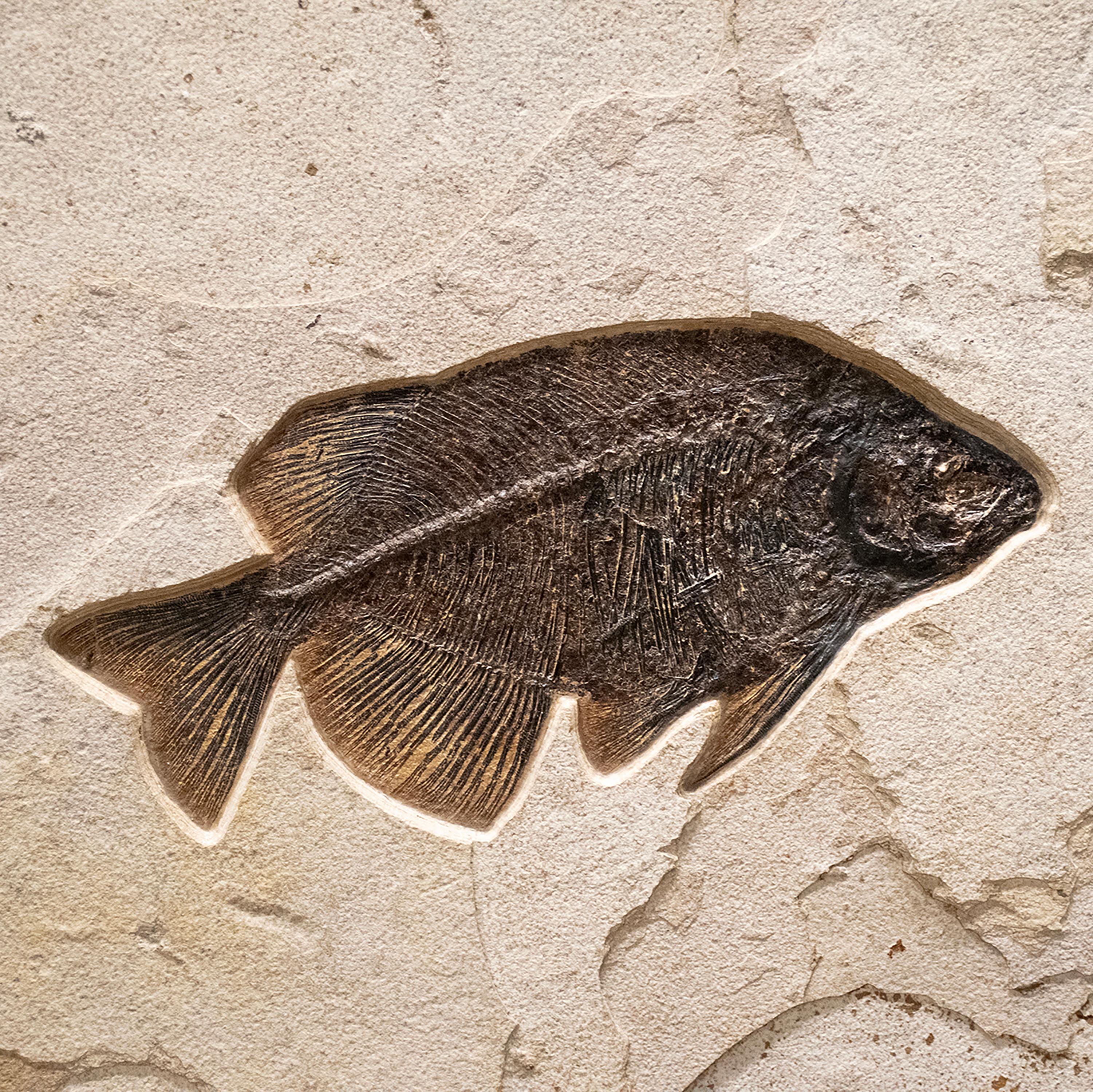Americano Murale di pesce fossile di 50 milioni di anni fa dalla Formazione del Green River, Wyoming in vendita