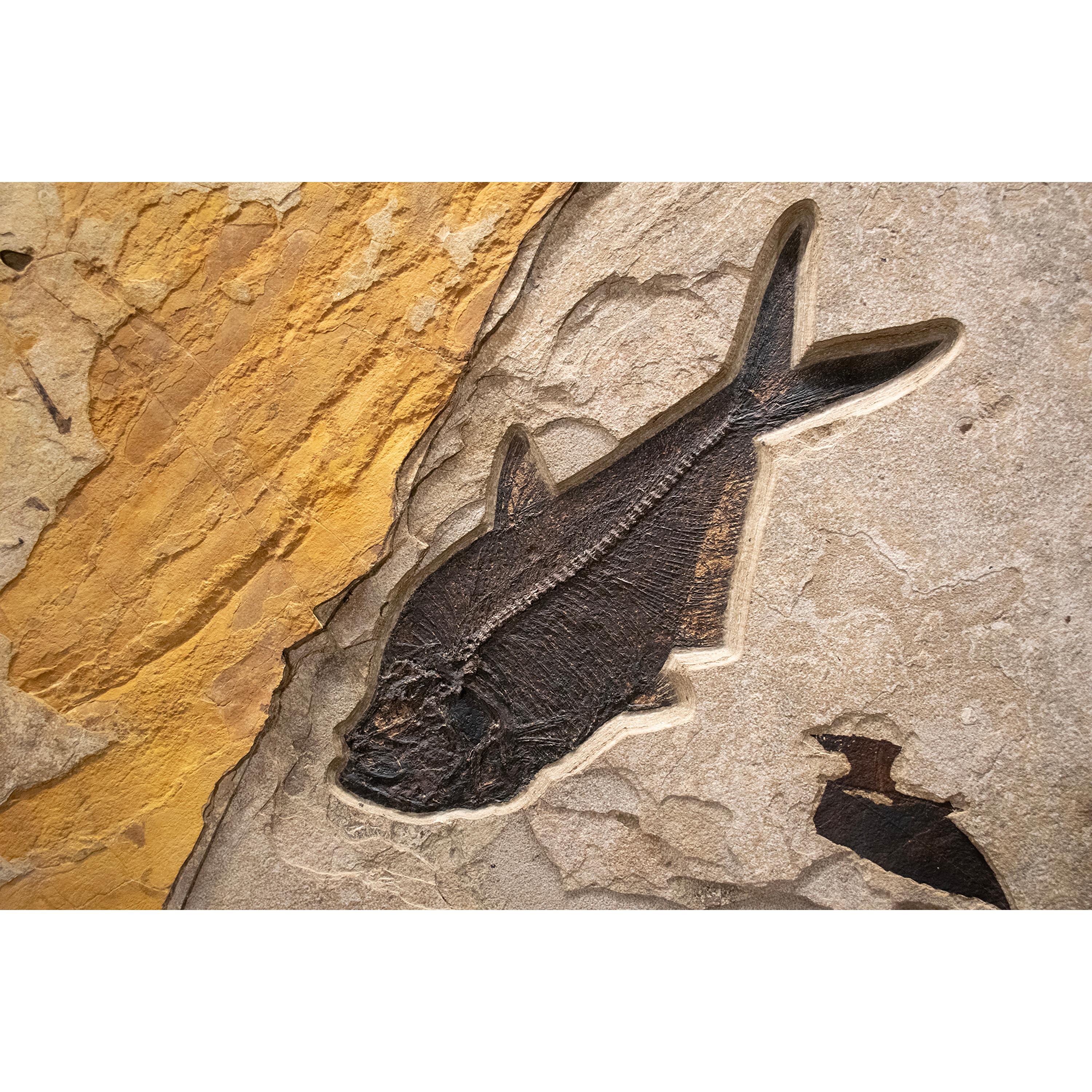 Americano Murale di pesce fossile di 50 milioni di anni fa dalla Formazione del Green River, Wyoming in vendita