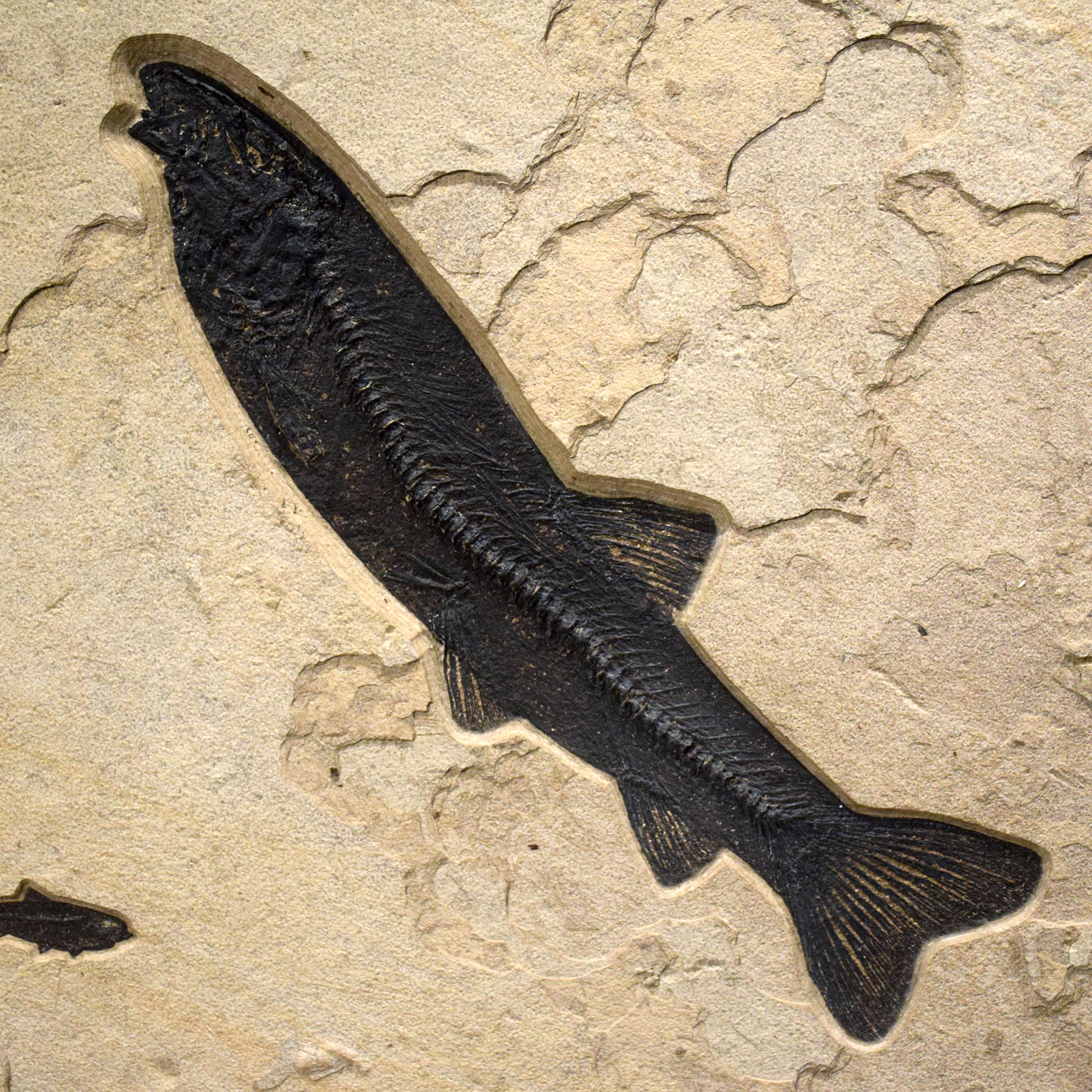 Américain Peinture murale d'un poisson fossile vieux de 50 millions d'années provenant de la formation de Green River, Wyoming en vente