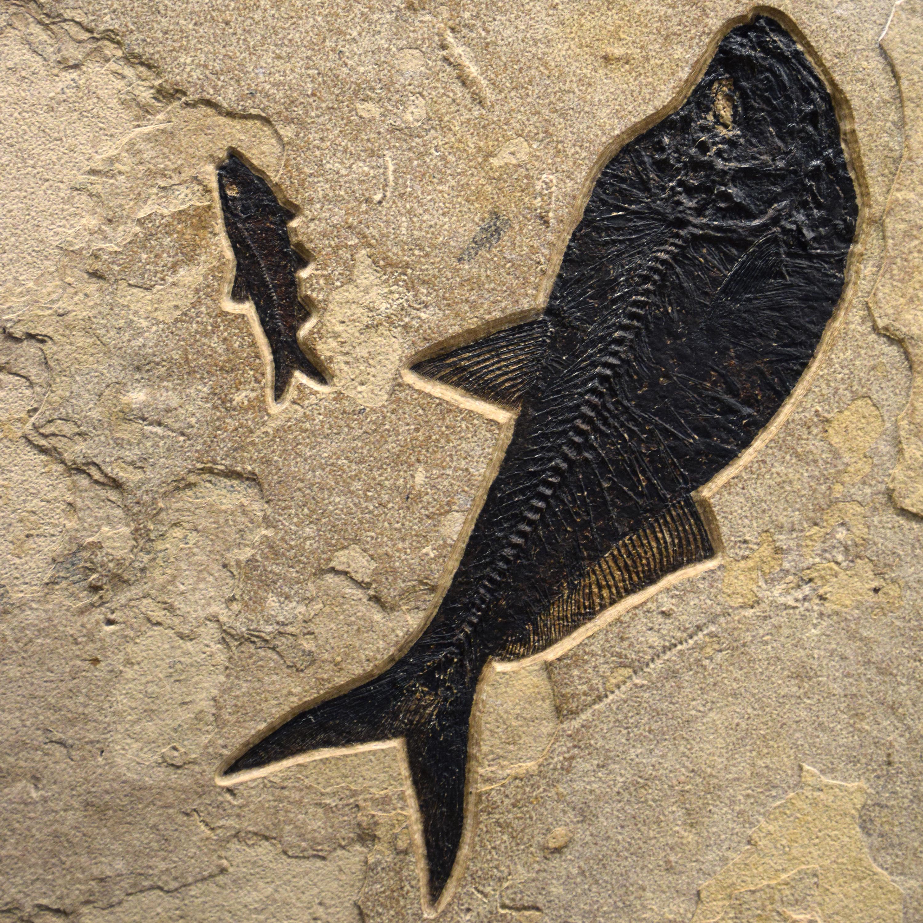 50 Millionen Jahre alte Fossil-Fisch-Wandmalerei aus der Formation des grünen Flusses, Wyoming (amerikanisch) im Angebot