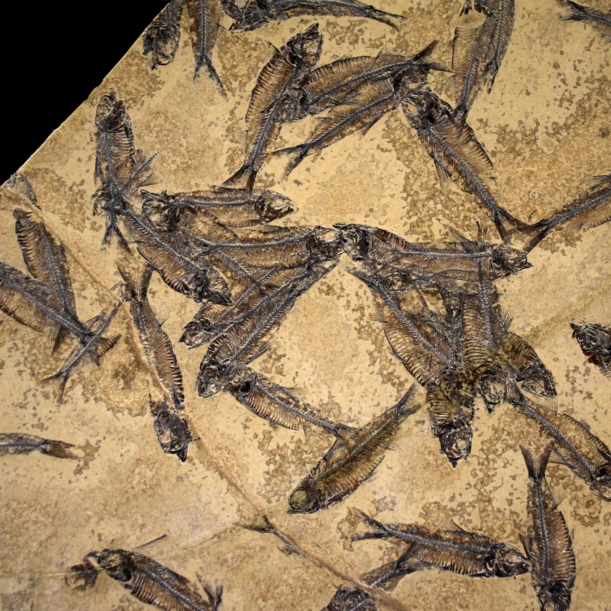 50 Millionen Jahre alte Fossil-Fisch-Wandmalerei aus der Formation des grünen Flusses, Wyoming (amerikanisch) im Angebot