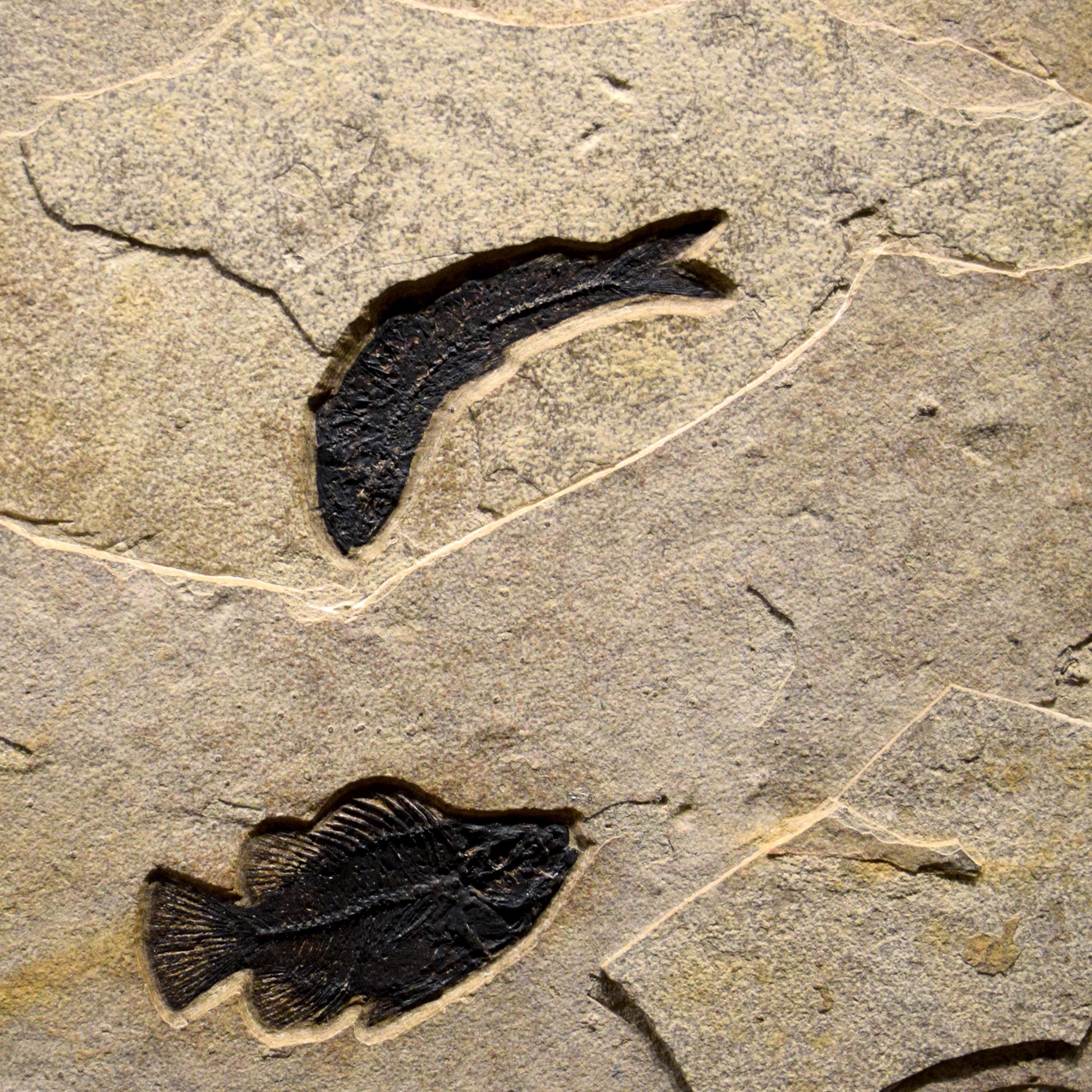 Américain Peinture murale d'un poisson fossile vieux de 50 millions d'années provenant de la formation de Green River, Wyoming en vente