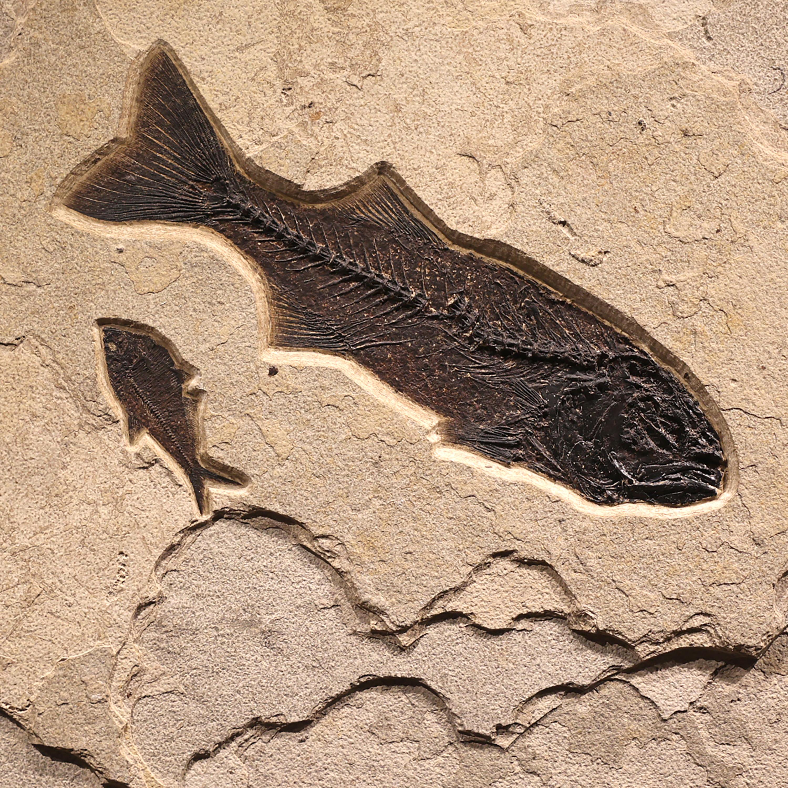 50 Million Year Old Fossil Fish Mural from the Green River Formation, Wyoming In New Condition For Sale In Logan, UT