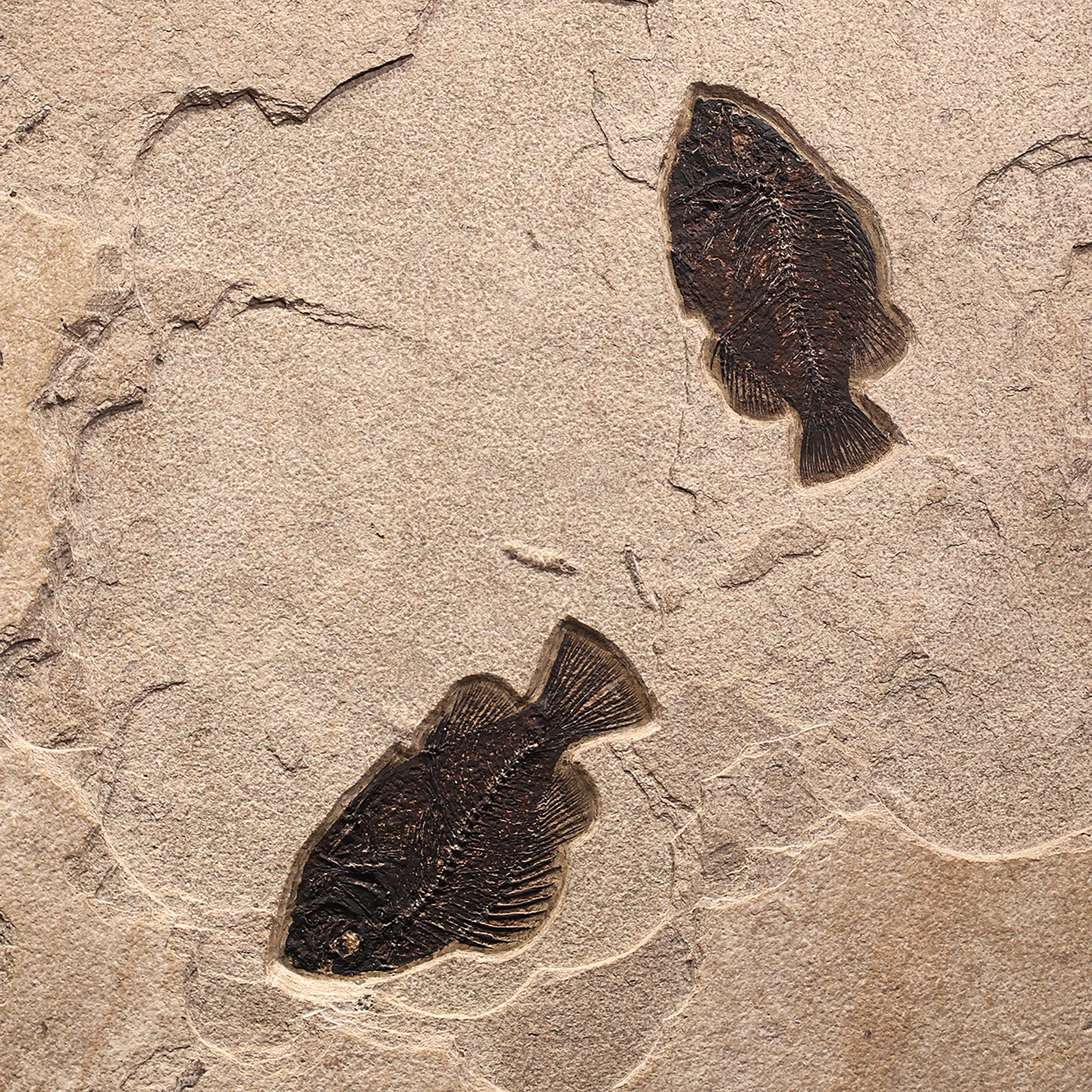 50 Millionen Jahre alte Fossil-Fisch-Wandmalerei aus der Formation des grünen Flusses, Wyoming im Zustand „Neu“ im Angebot in Logan, UT
