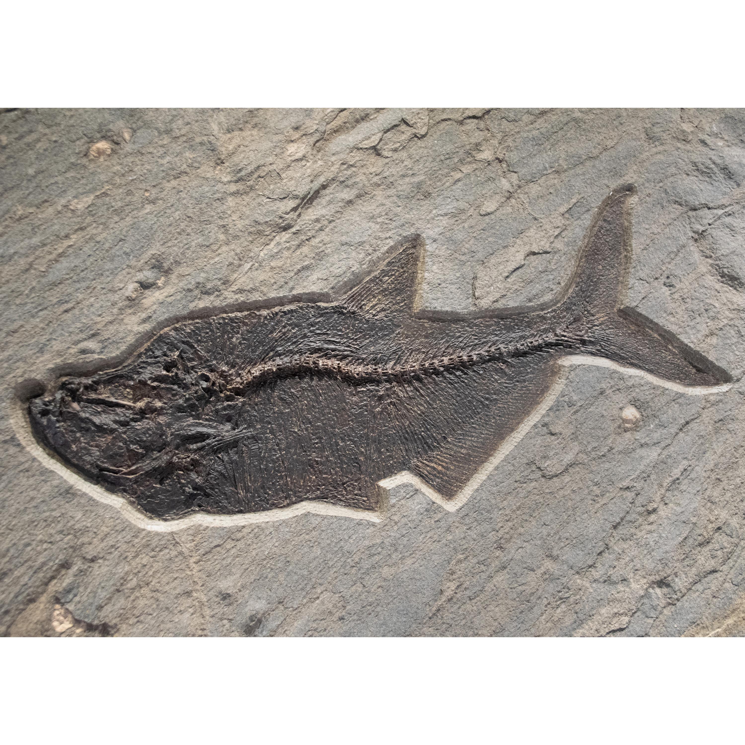 50 Millionen Jahre alte Fossil-Fisch-Wandmalerei aus der Formation des grünen Flusses, Wyoming im Zustand „Neu“ im Angebot in Logan, UT