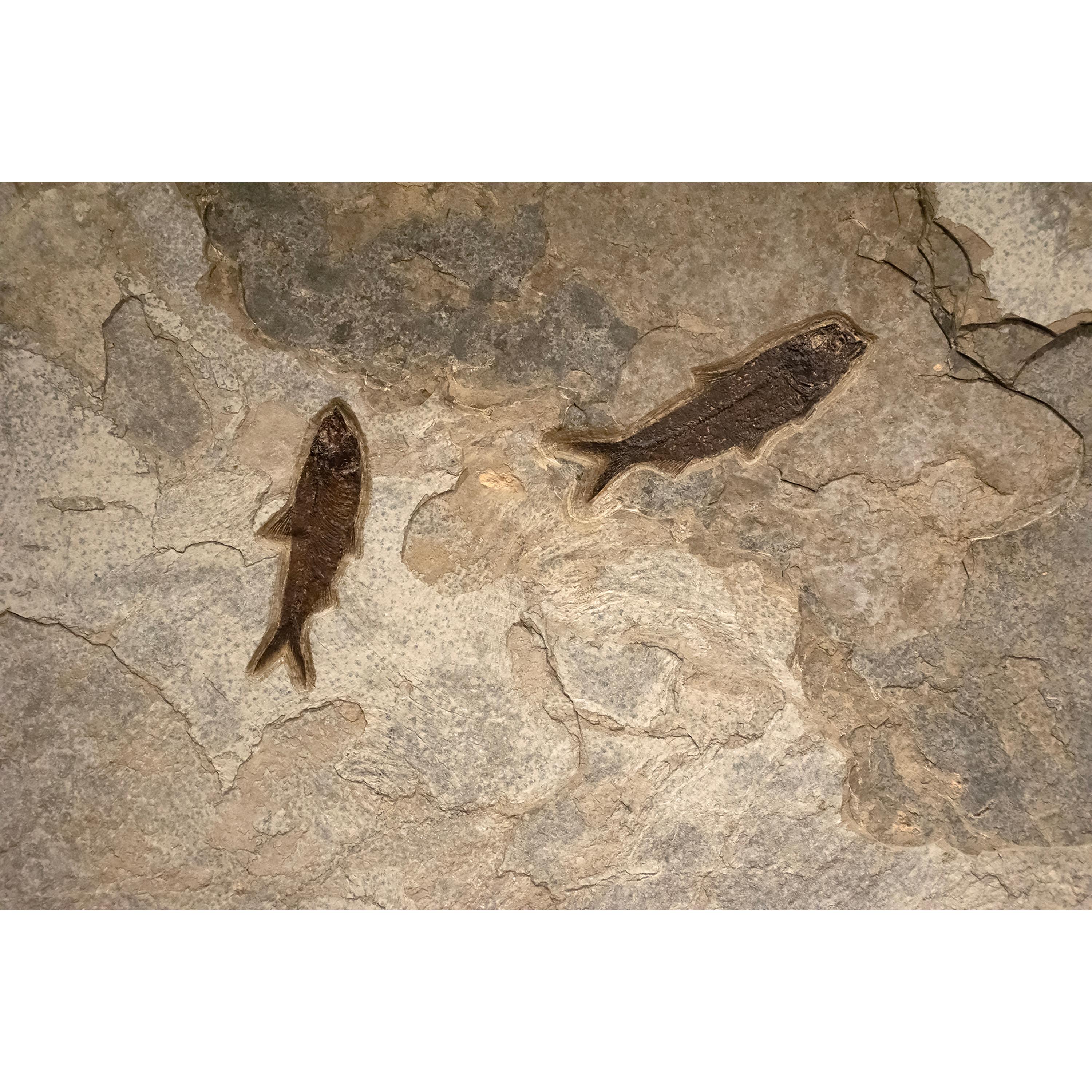 50 Million Year Old Fossil Fish Mural from the Green River Formation, Wyoming In New Condition In Logan, UT