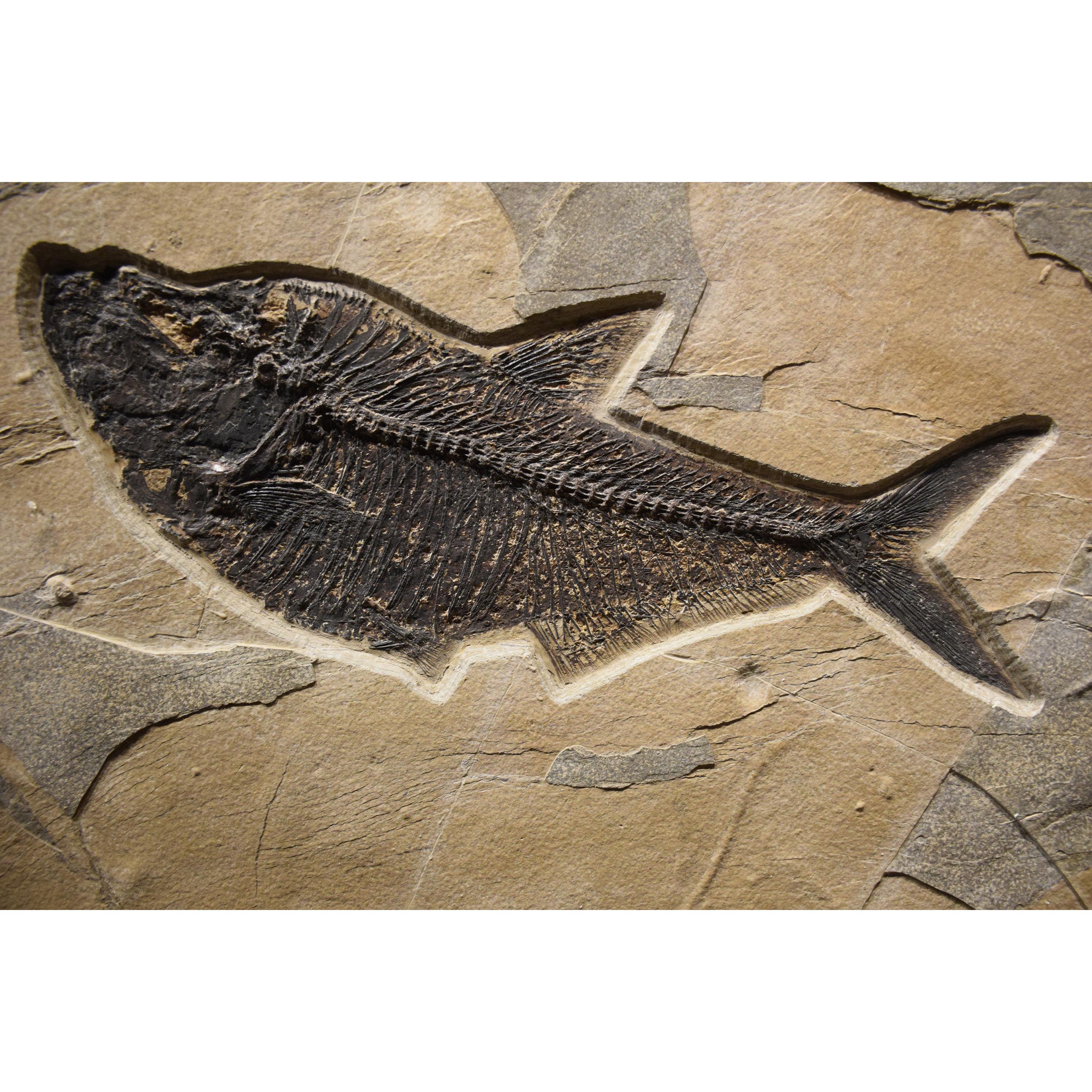 50 Million Year Old Fossil Fish Mural from the Green River Formation, Wyoming In New Condition In Logan, UT