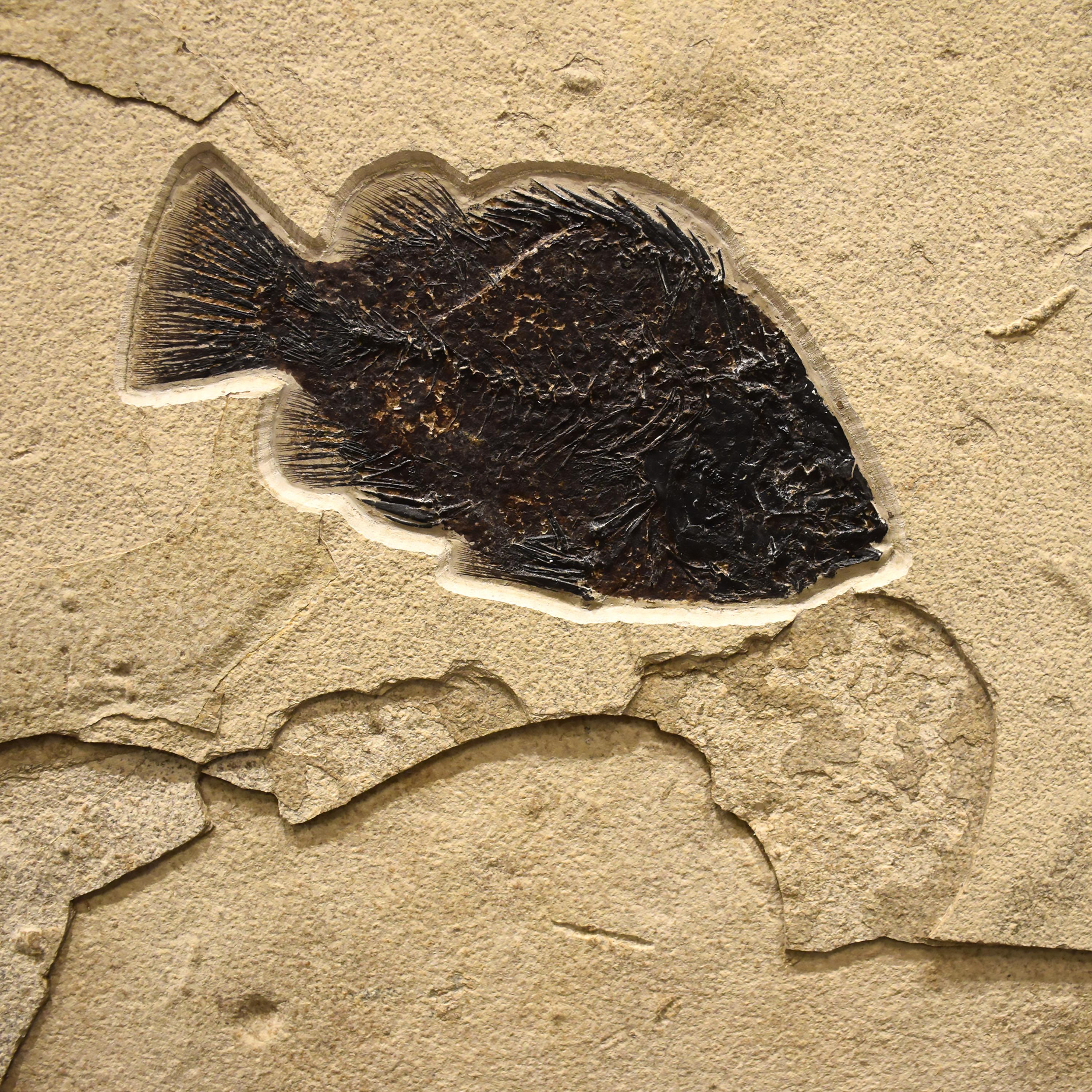 50 Million Year Old Fossil Fish Mural from the Green River Formation, Wyoming In New Condition In Logan, UT