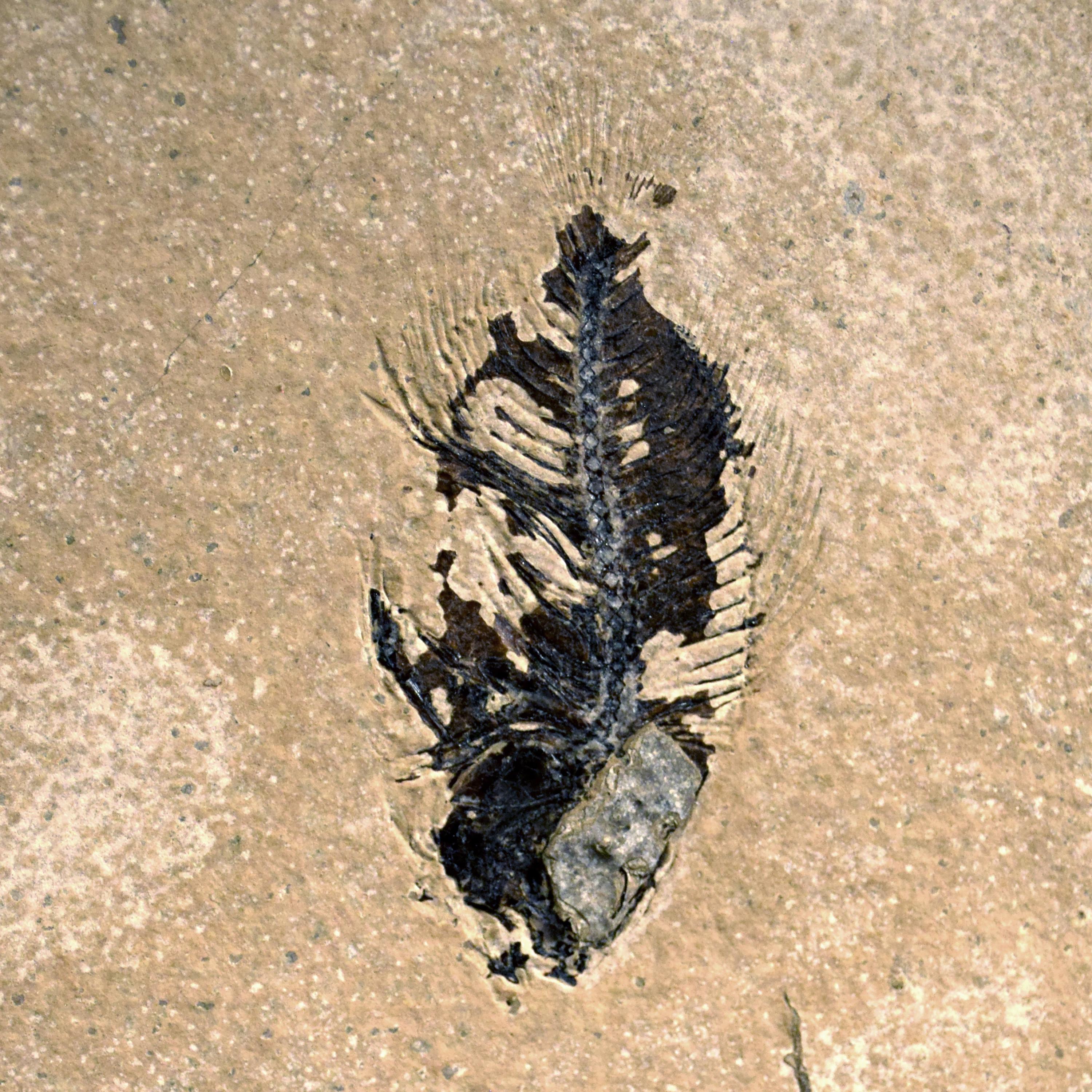 50 Million Year Old Fossil Fish Mural from the Green River Formation, Wyoming In New Condition In Logan, UT