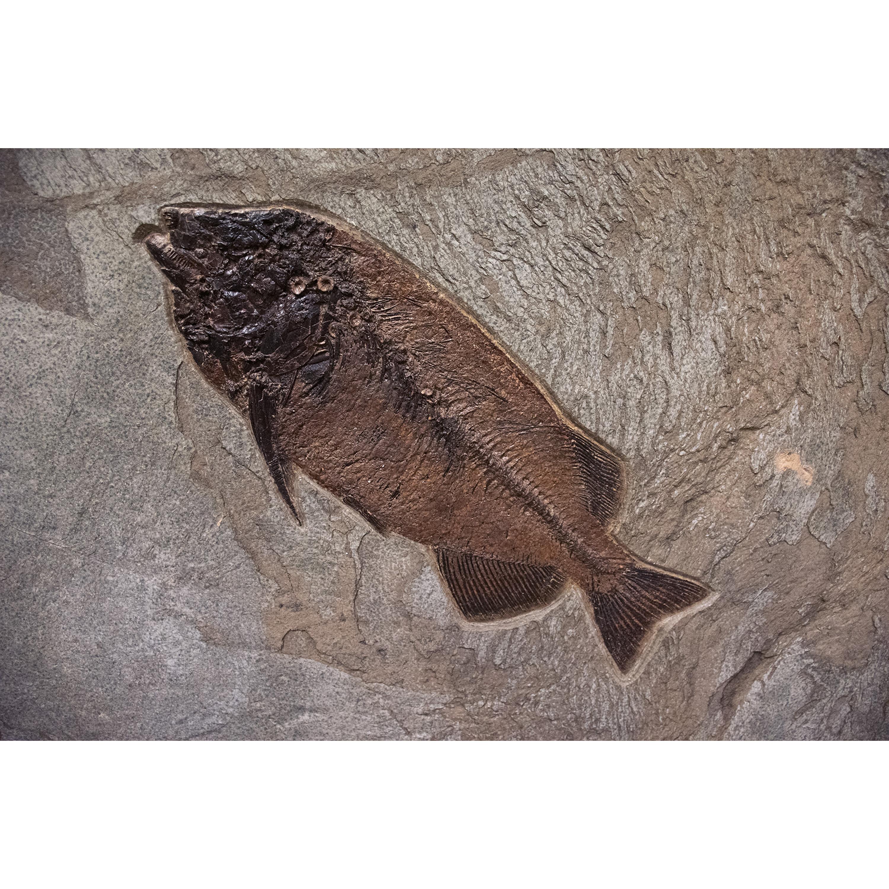 50 Million Year Old Fossil Fish Mural from the Green River Formation, Wyoming In New Condition In Logan, UT