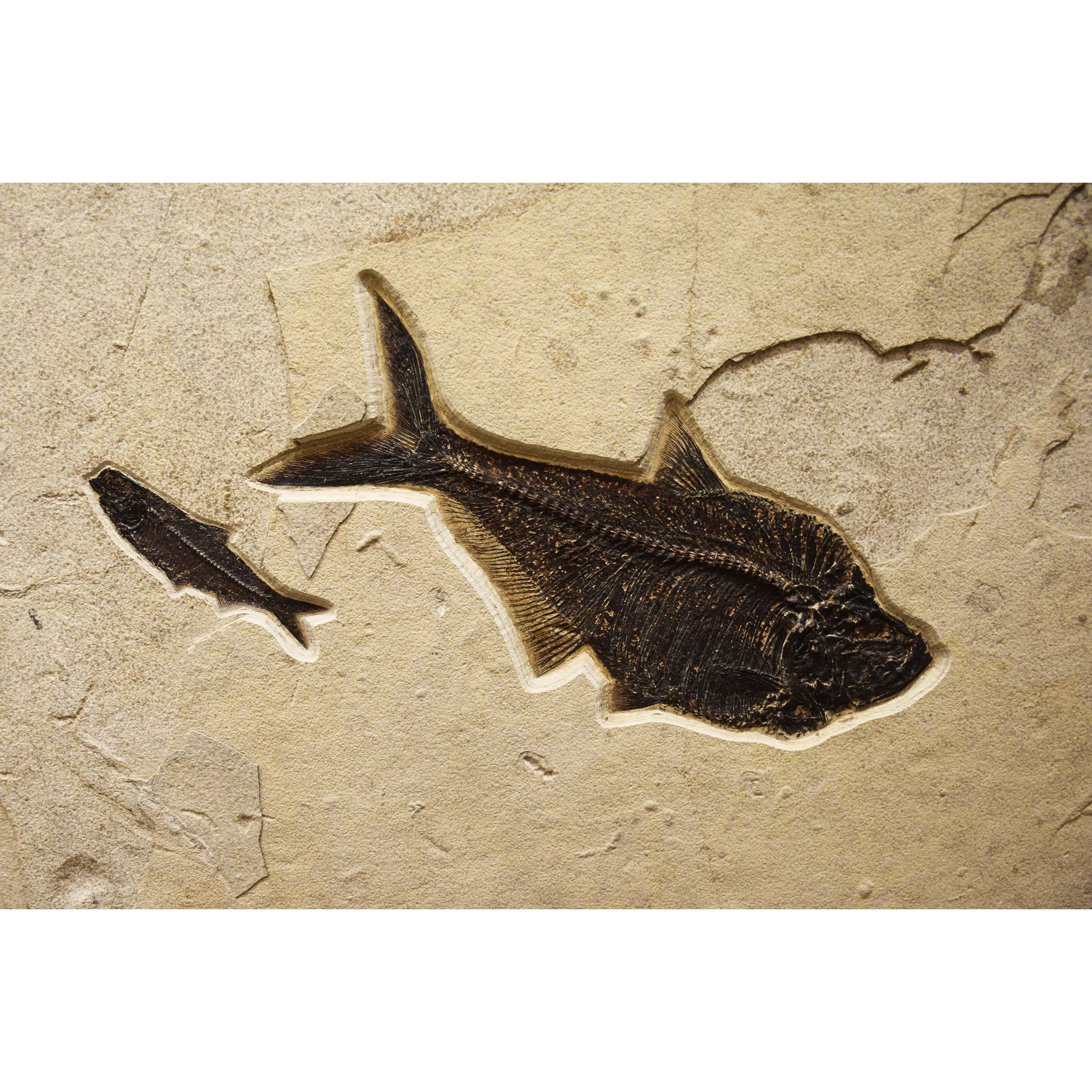 50 Million Year Old Fossil Fish Mural from the Green River Formation, Wyoming In New Condition In Logan, UT