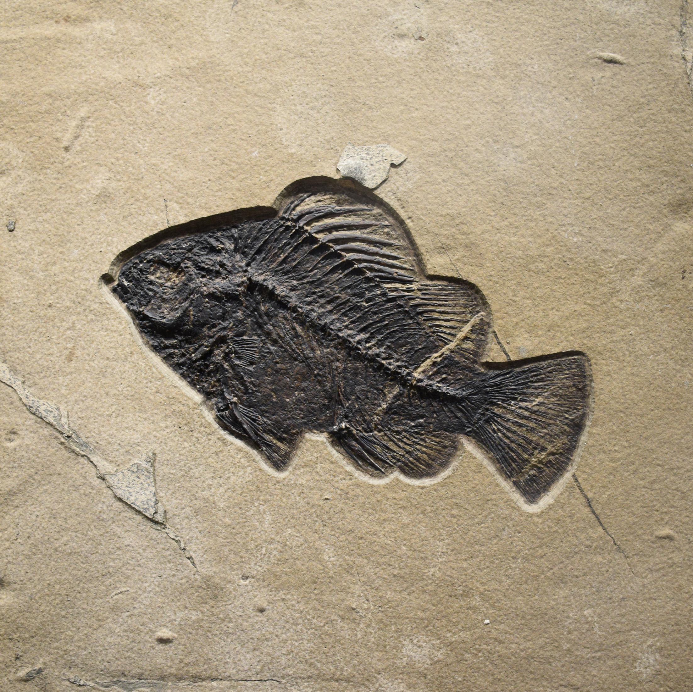 50 Million Year Old Fossil Fish Mural from the Green River Formation, Wyoming In New Condition In Logan, UT