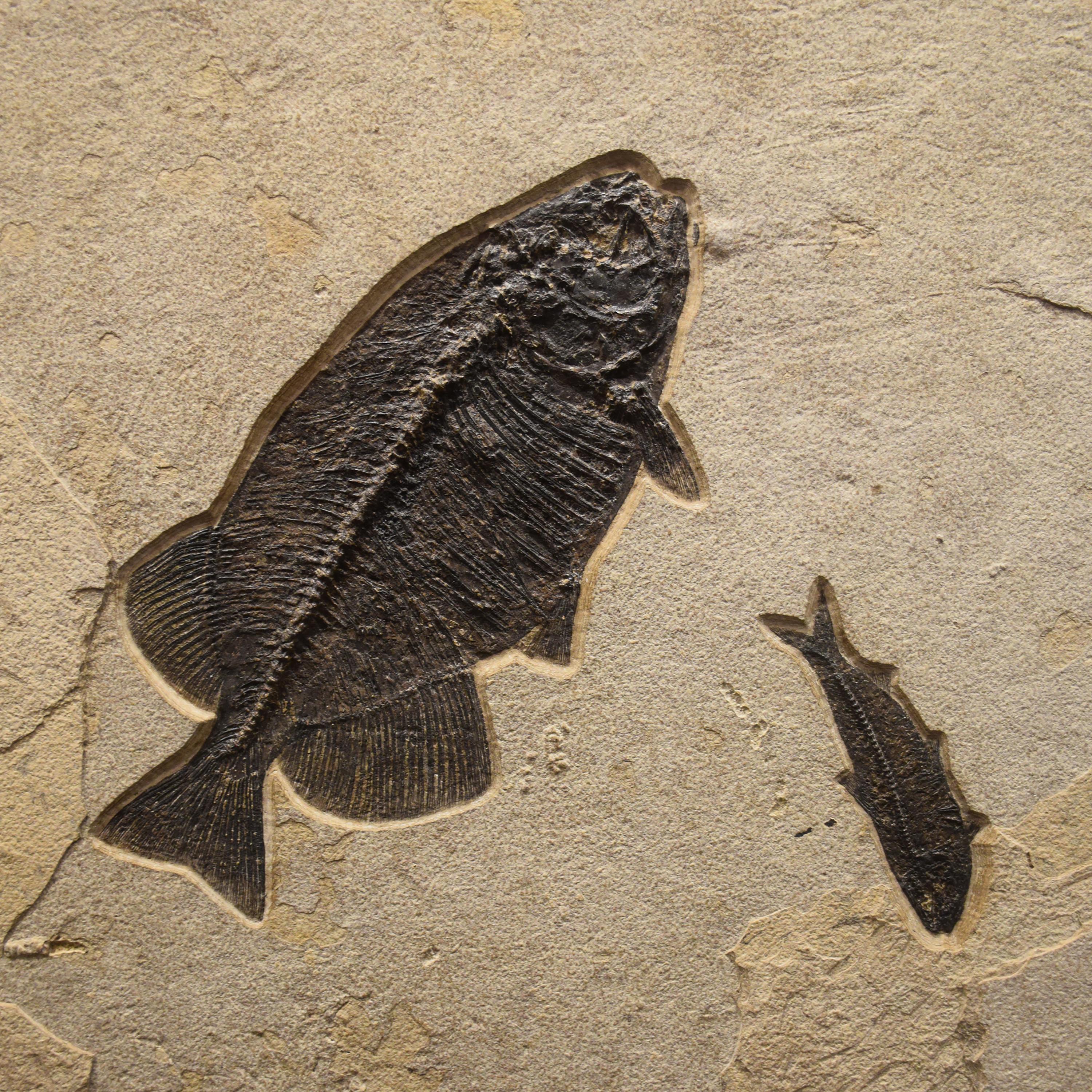 Murale di pesce fossile di 50 milioni di anni fa dalla Formazione del Green River, Wyoming In condizioni Nuovo in vendita a Logan, UT