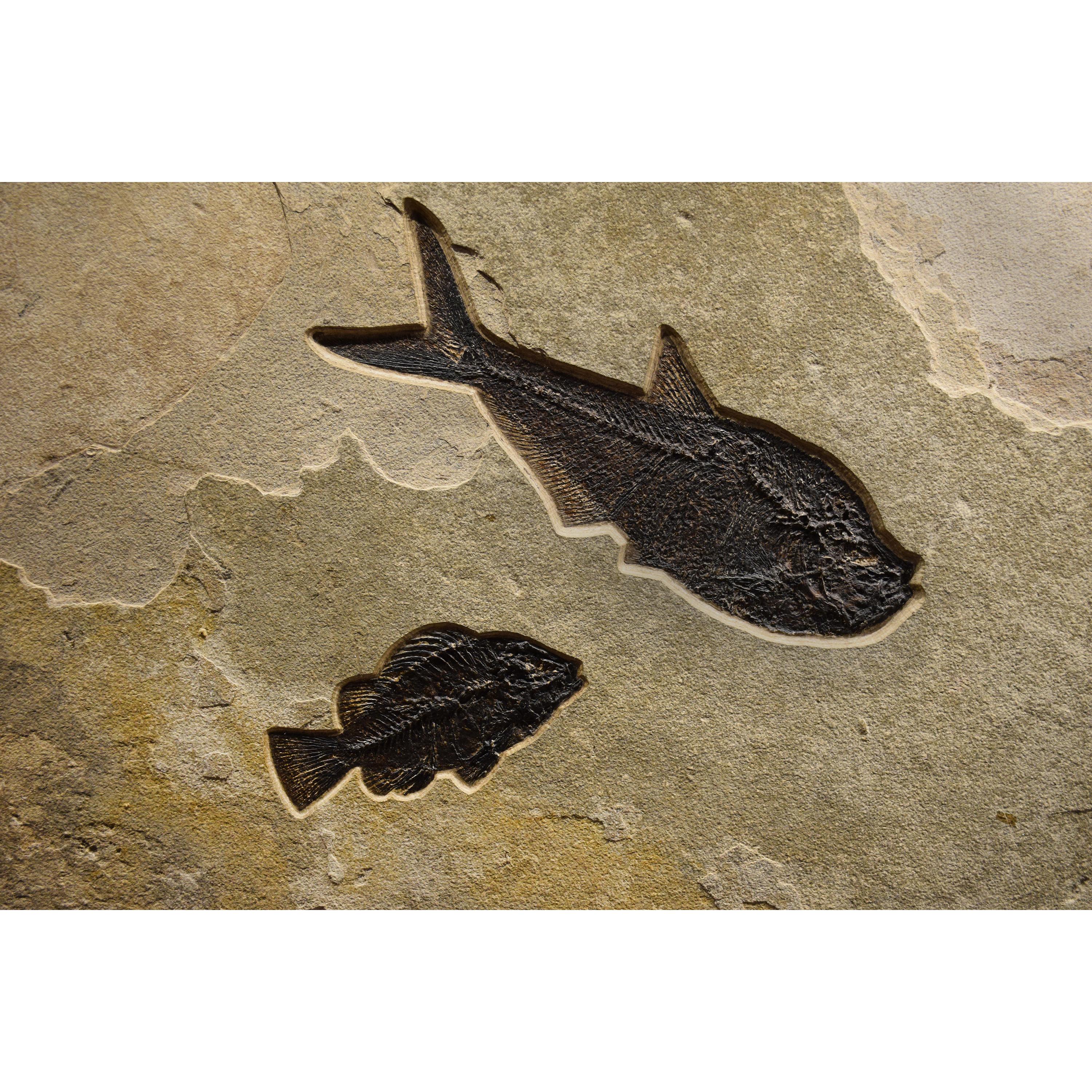 50 Million Year Old Fossil Fish Mural from the Green River Formation, Wyoming In New Condition In Logan, UT