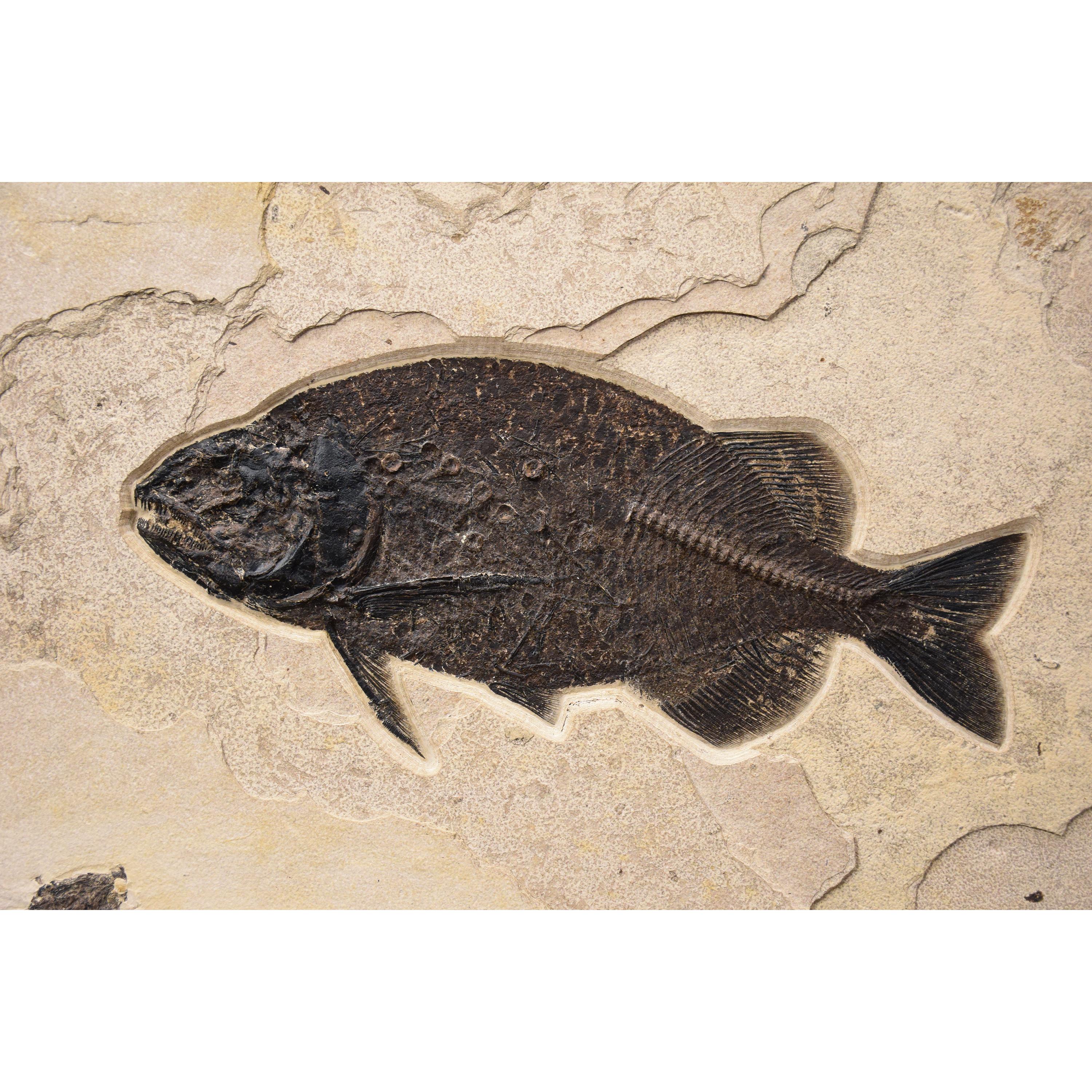 50 Million Year Old Fossil Fish Mural from the Green River Formation, Wyoming In New Condition In Logan, UT