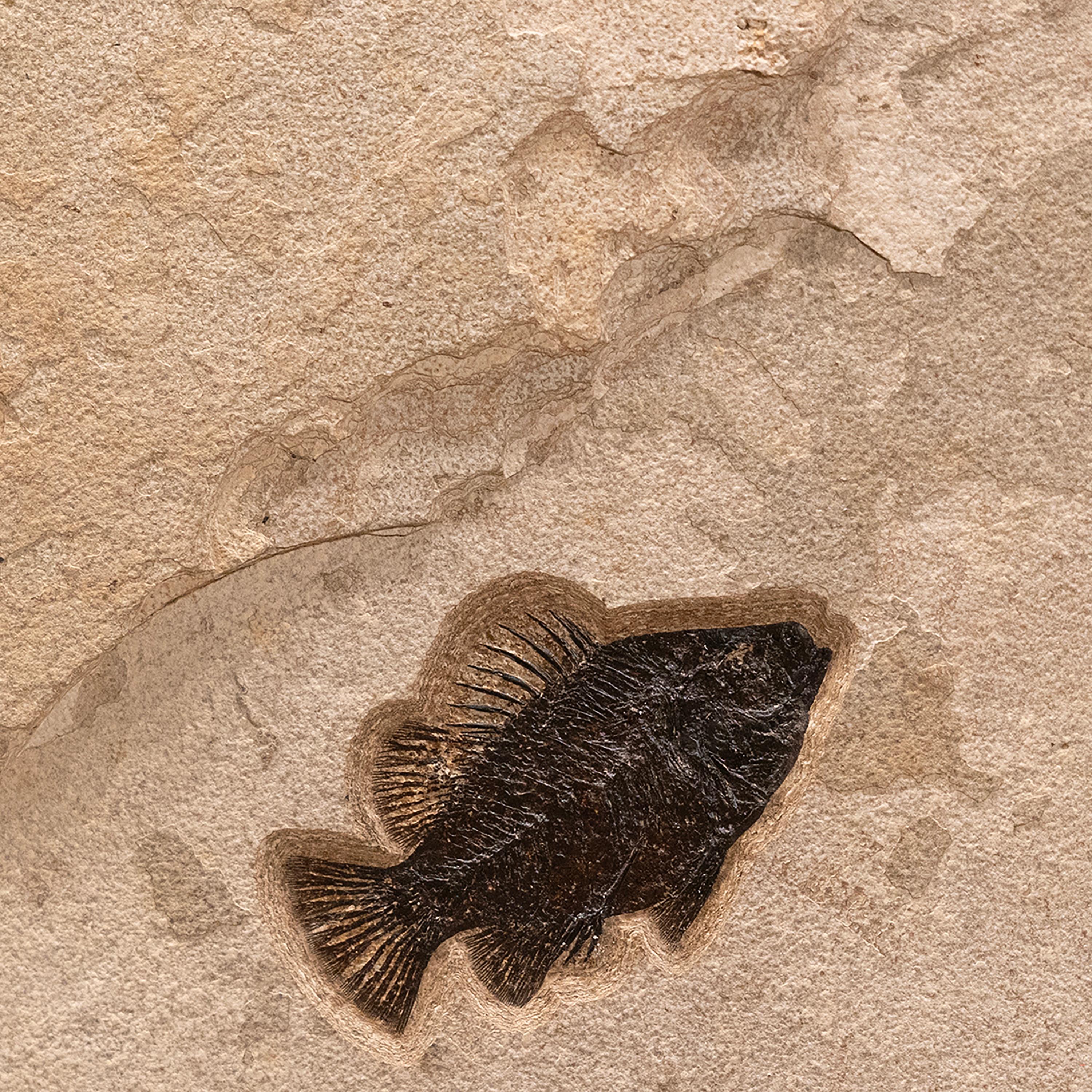 Mural de peces fósiles de 50 millones de años de la Formación Green River, Wyoming en Nuevo estado para la venta en Logan, UT