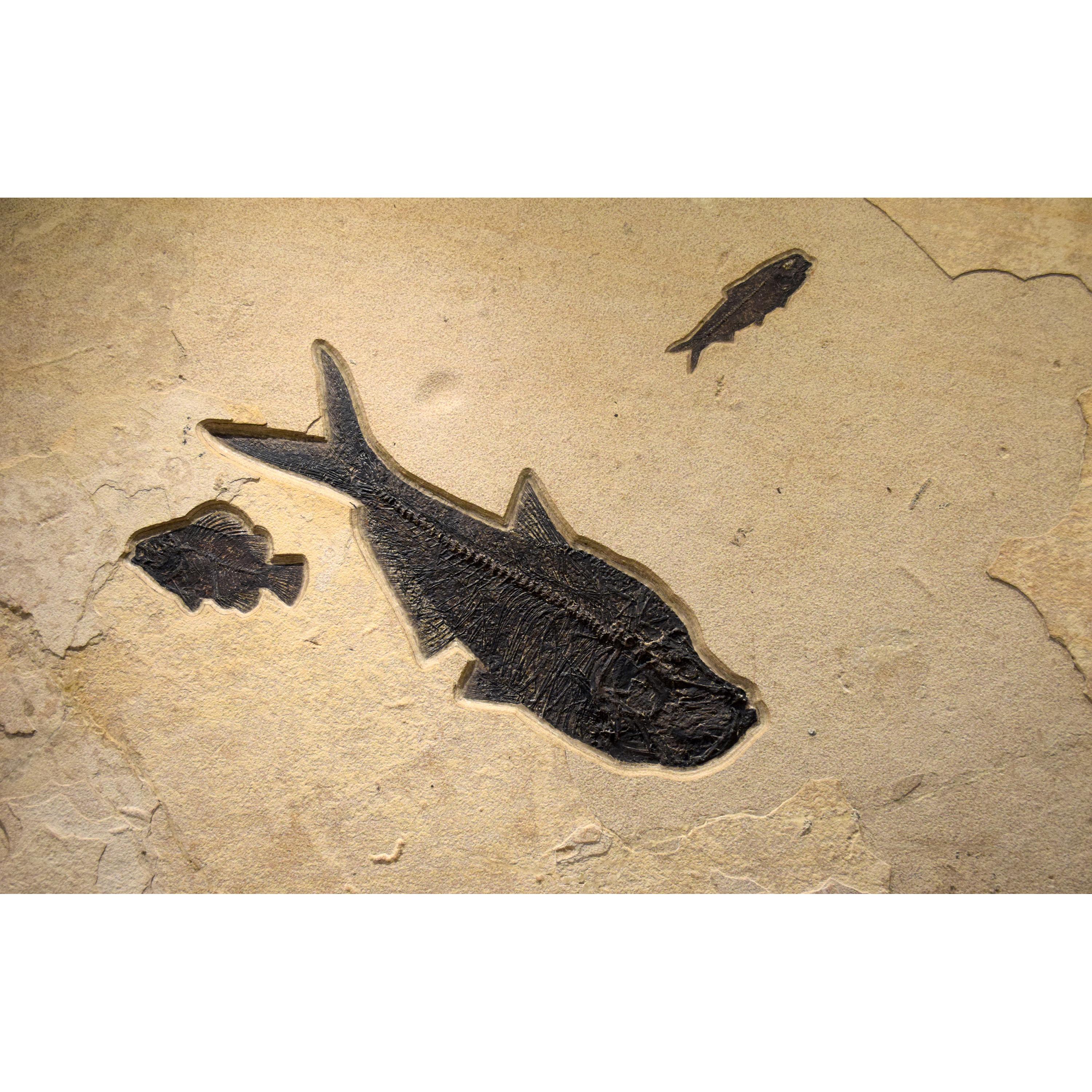 Mural de peces fósiles de 50 millones de años de la Formación Green River, Wyoming en Nuevo estado para la venta en Logan, UT