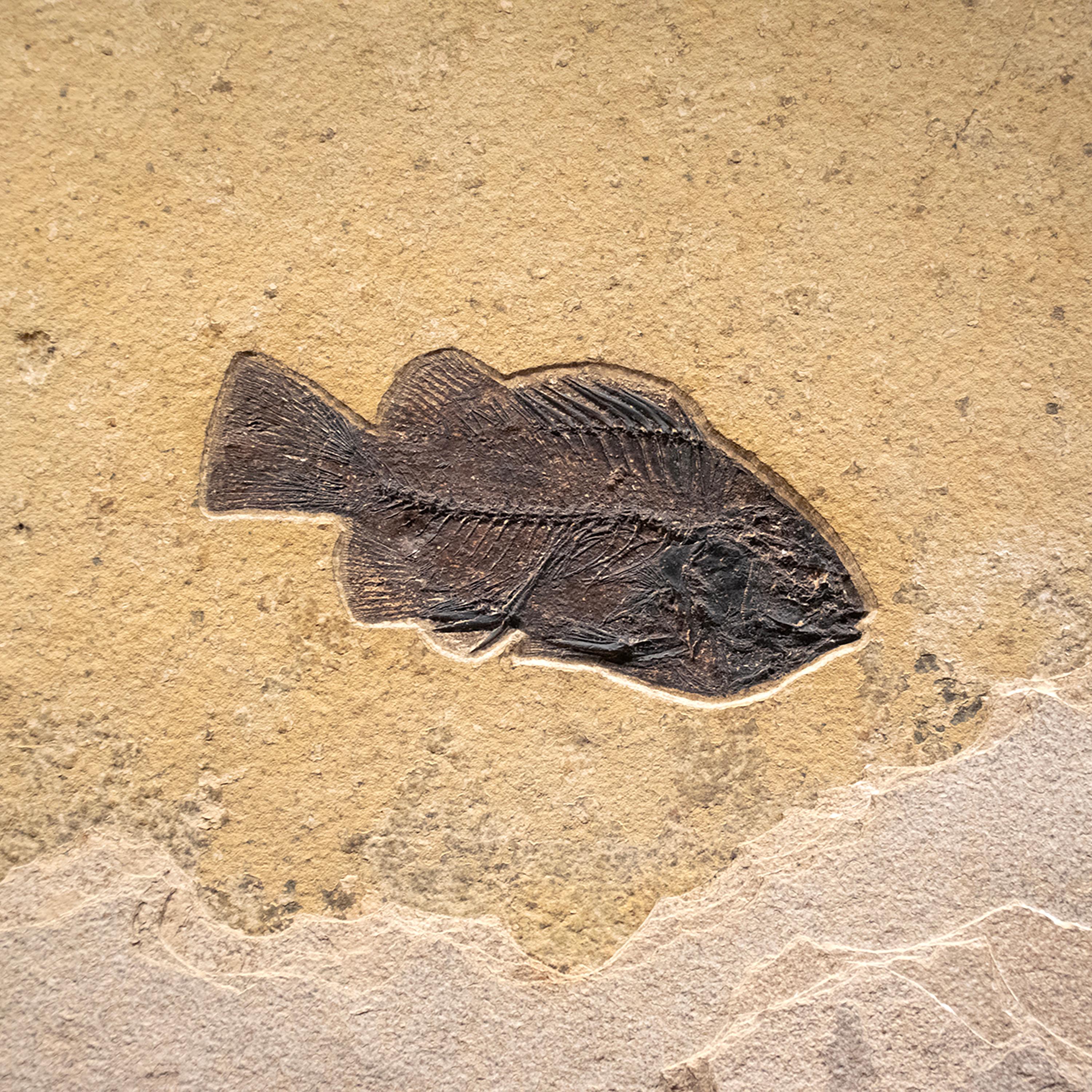 50 Million Year Old Fossil Fish Mural from the Green River Formation, Wyoming In New Condition In Logan, UT