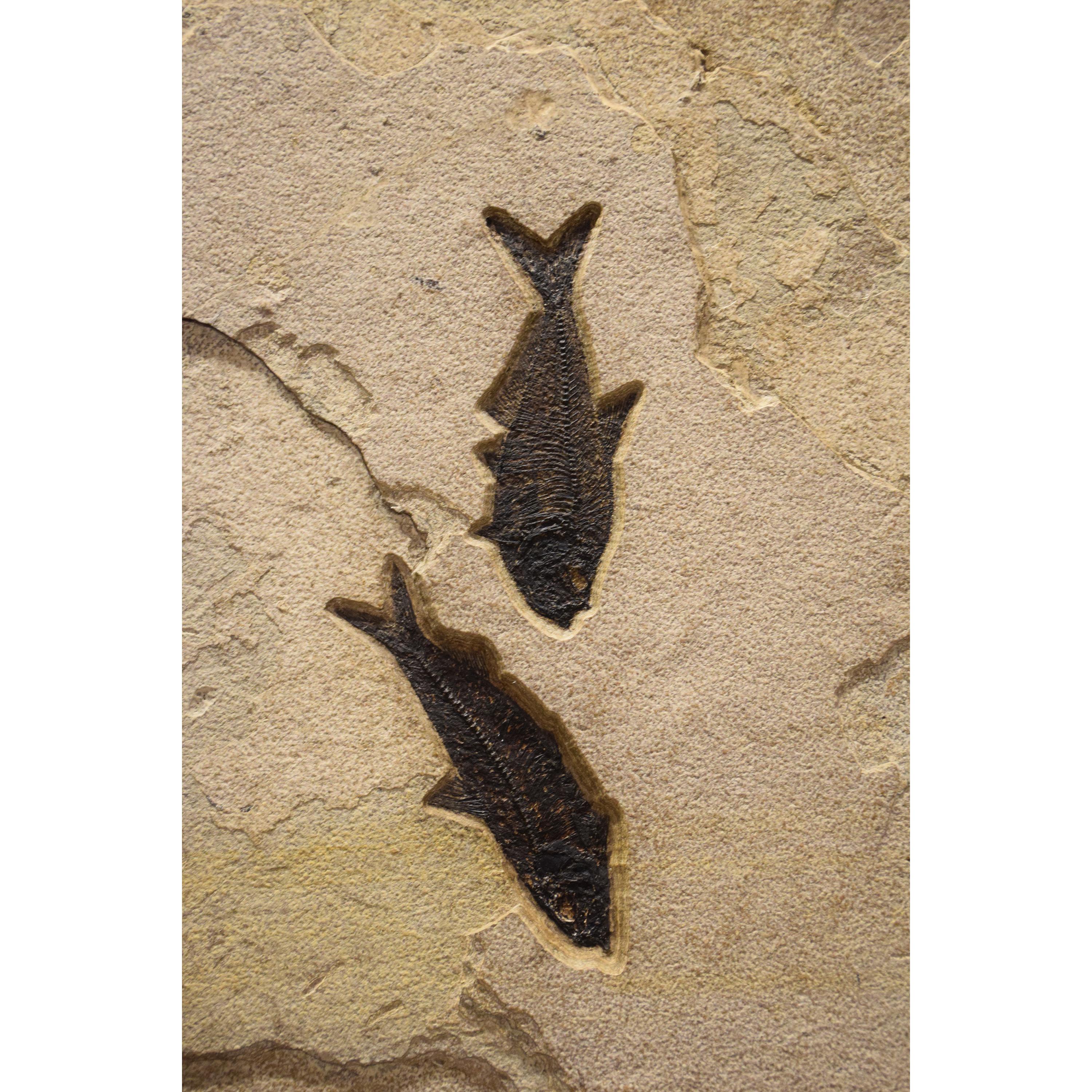 Murale di pesce fossile di 50 milioni di anni fa dalla Formazione del Green River, Wyoming In condizioni Nuovo in vendita a Logan, UT