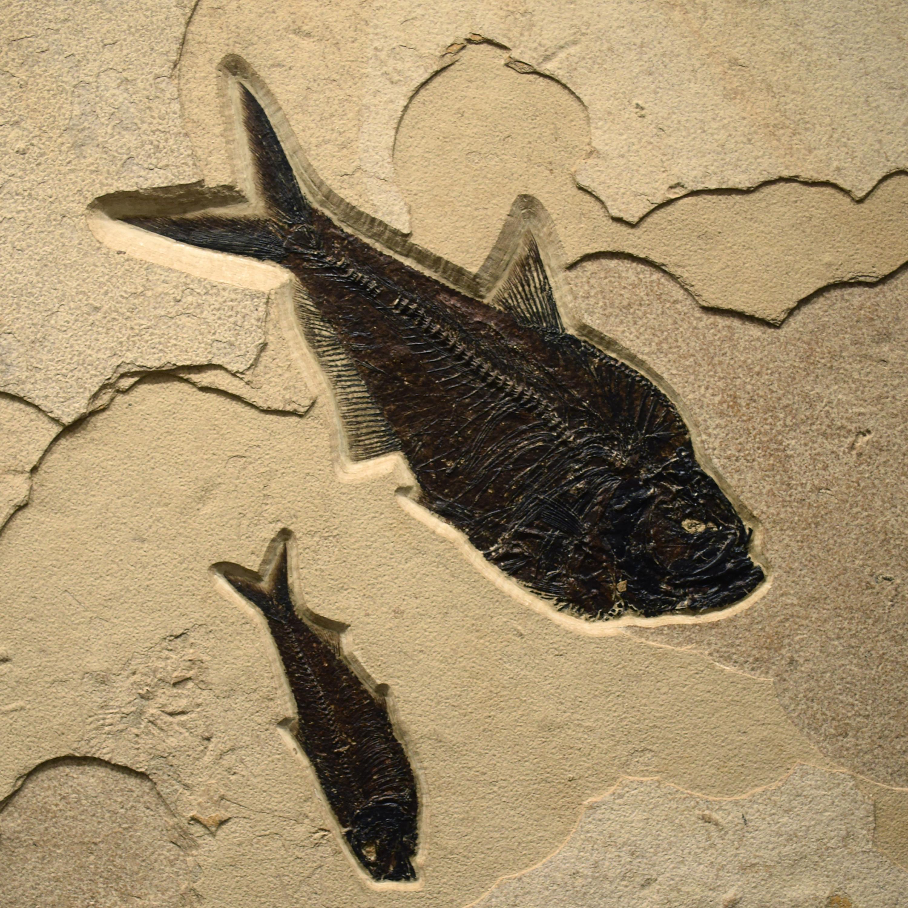 Mural de peces fósiles de 50 millones de años de la Formación Green River, Wyoming en Nuevo estado para la venta en Logan, UT