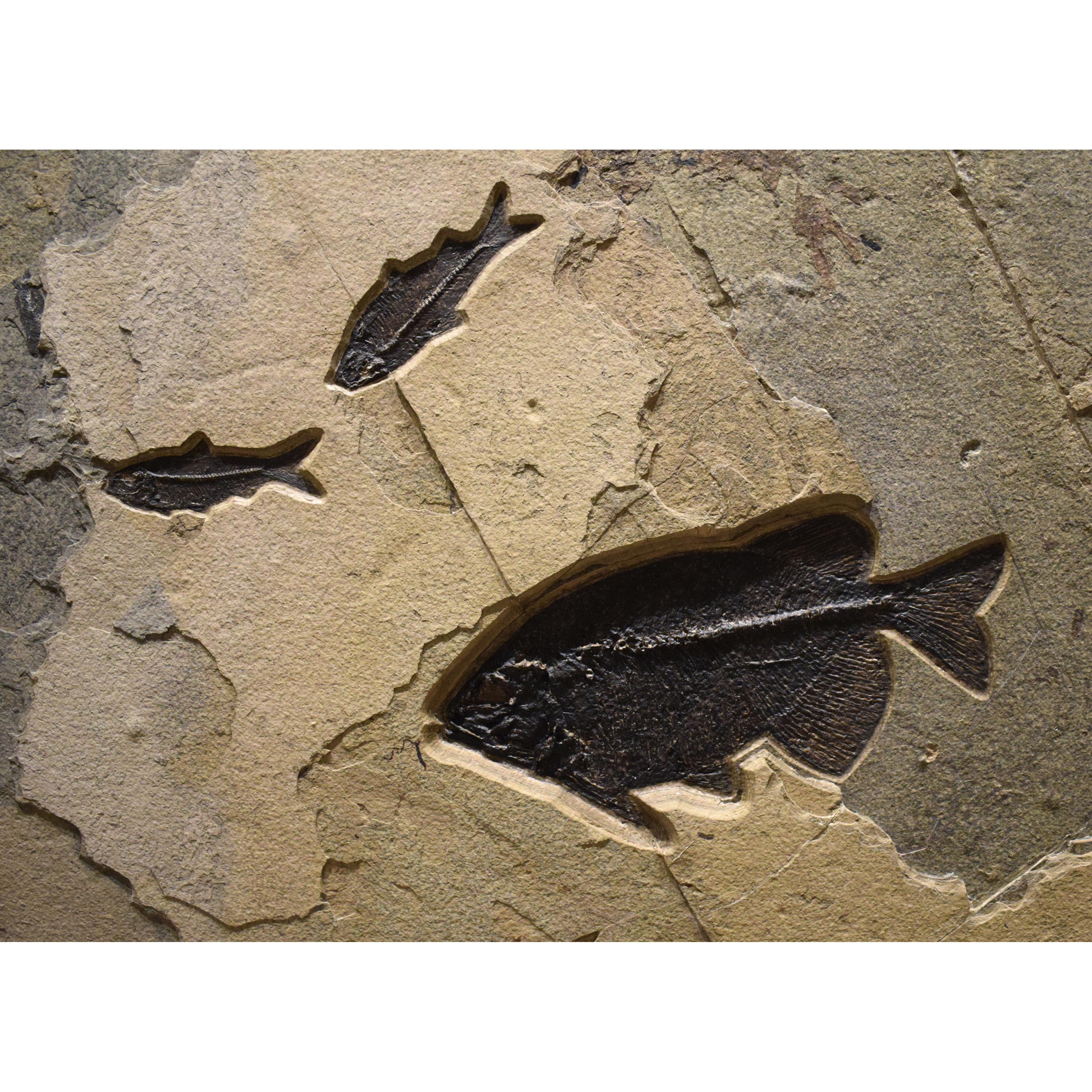 Murale di pesce fossile di 50 milioni di anni fa dalla Formazione del Green River, Wyoming In condizioni Nuovo in vendita a Logan, UT