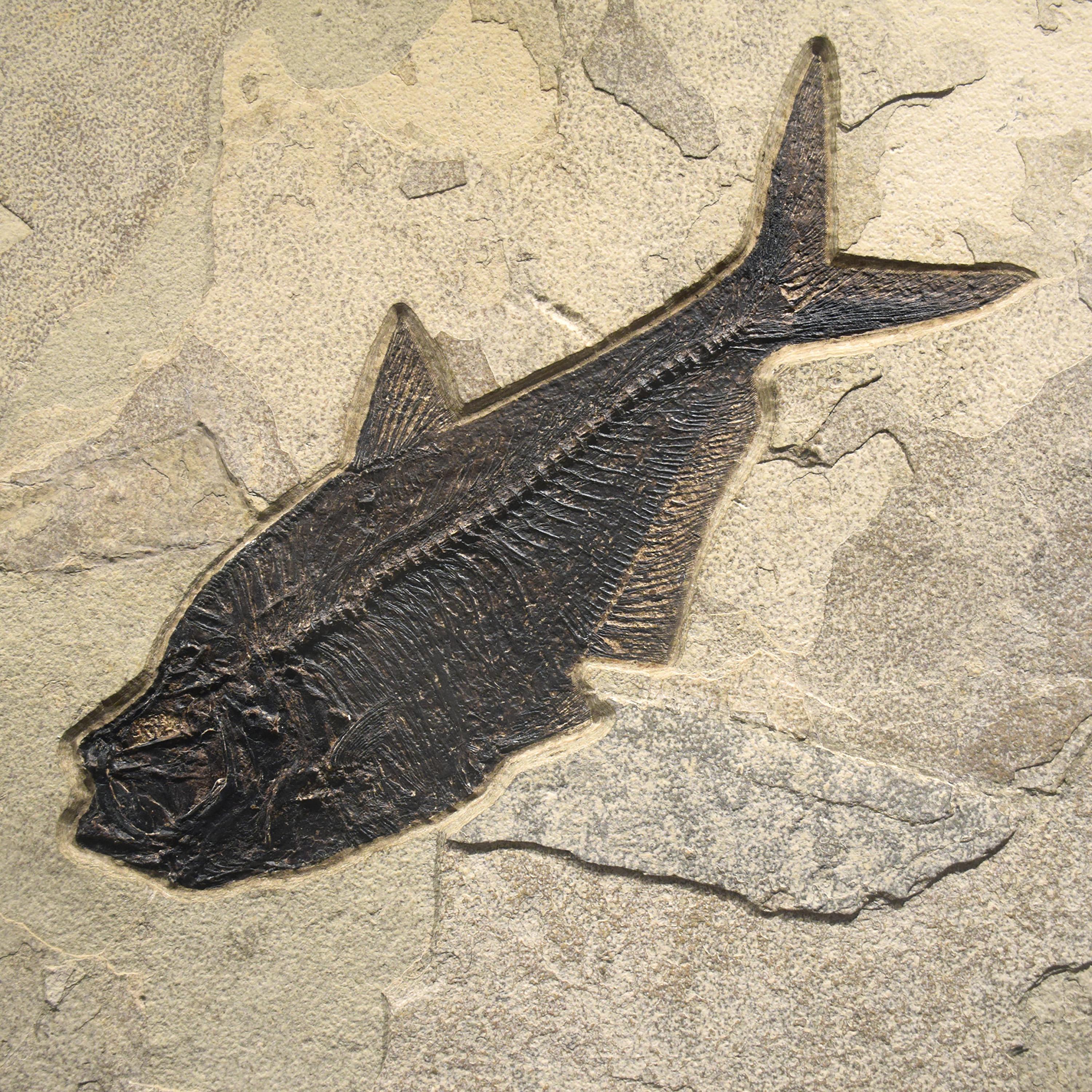 Murale di pesce fossile di 50 milioni di anni fa dalla Formazione del Green River, Wyoming In condizioni Nuovo in vendita a Logan, UT