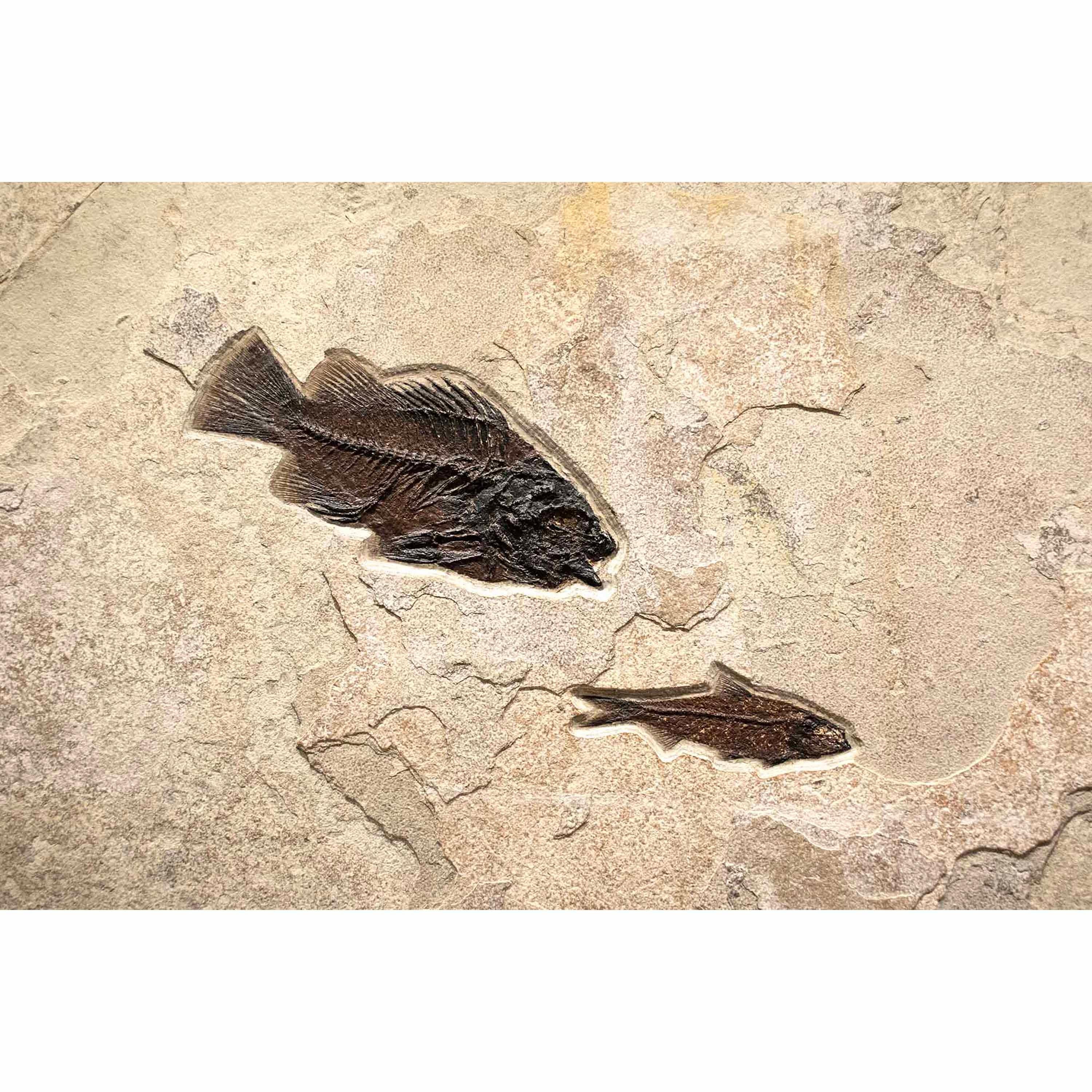 Mural de peces fósiles de 50 millones de años de la Formación Green River, Wyoming en Nuevo estado para la venta en Logan, UT