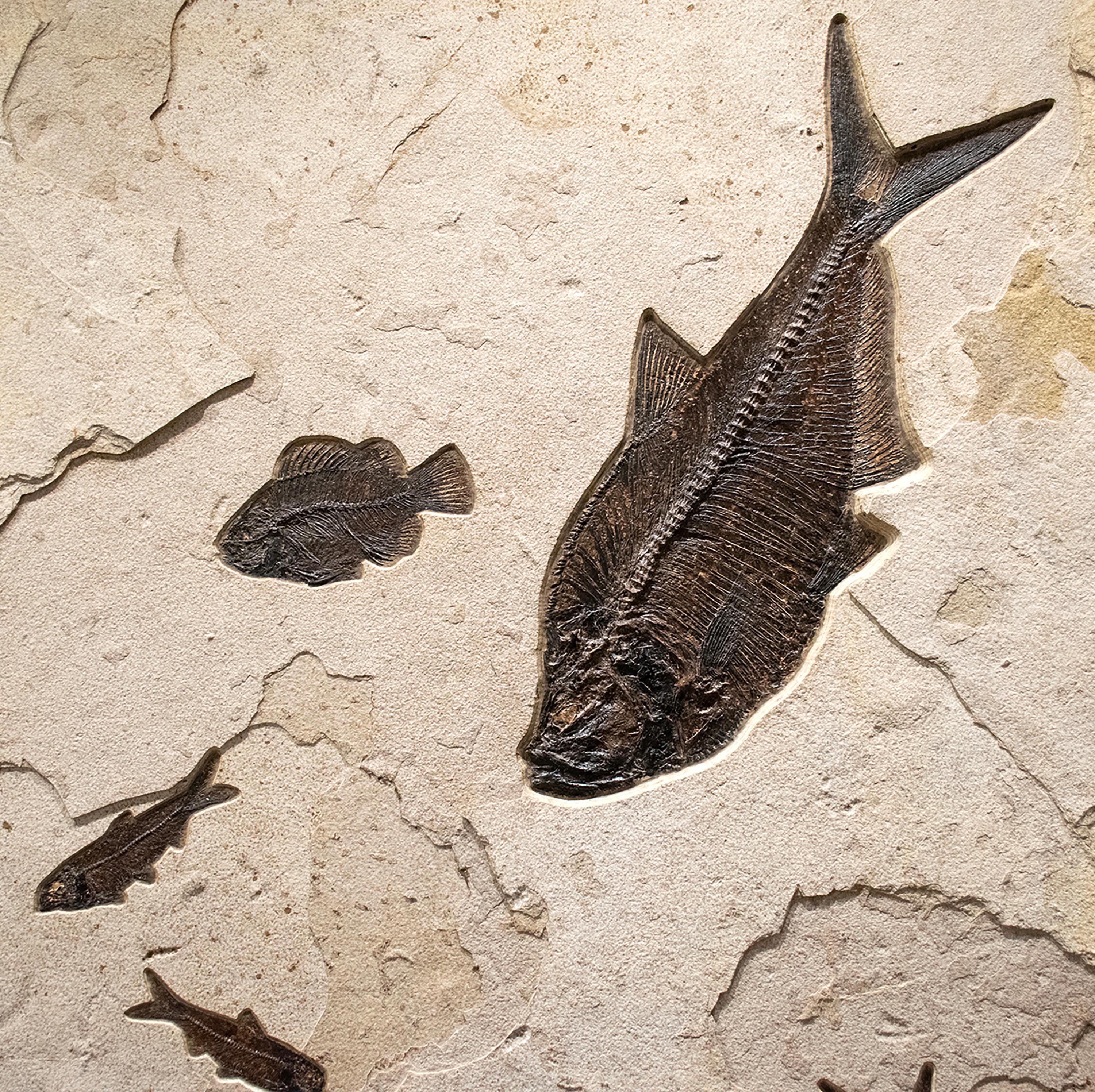 Murale di pesce fossile di 50 milioni di anni fa dalla Formazione del Green River, Wyoming In condizioni Nuovo in vendita a Logan, UT