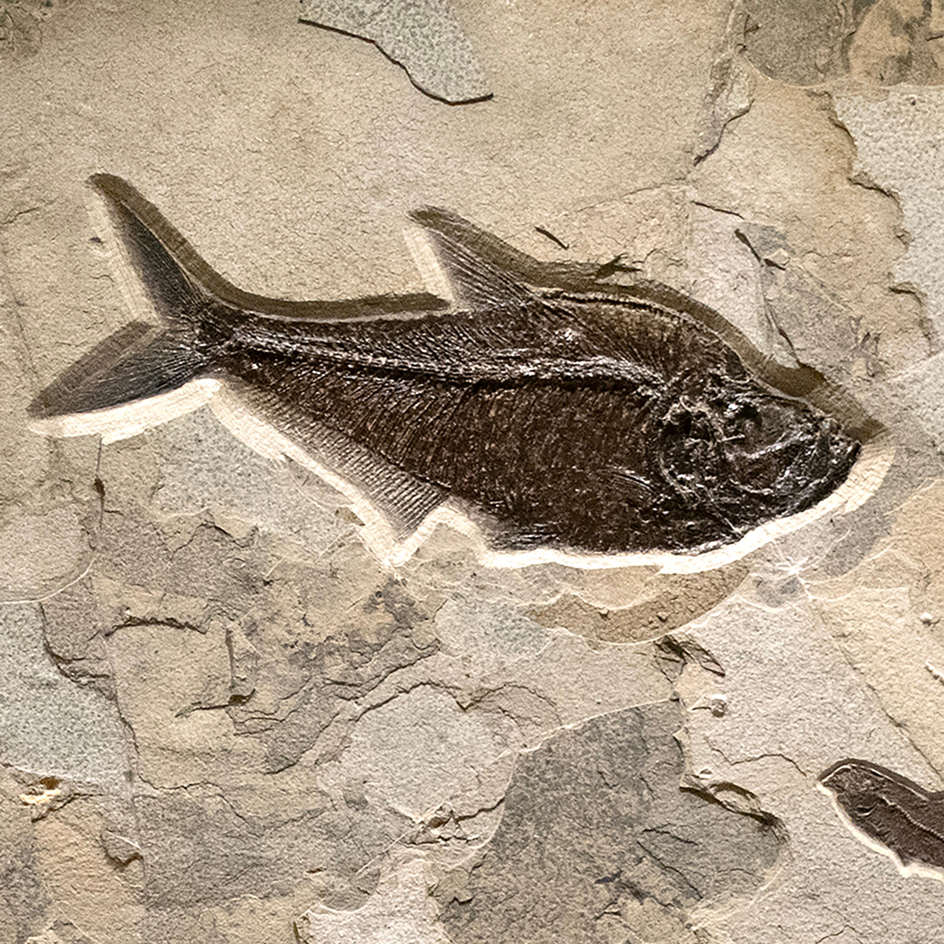 Murale di pesce fossile di 50 milioni di anni fa dalla Formazione del Green River, Wyoming In condizioni Nuovo in vendita a Logan, UT