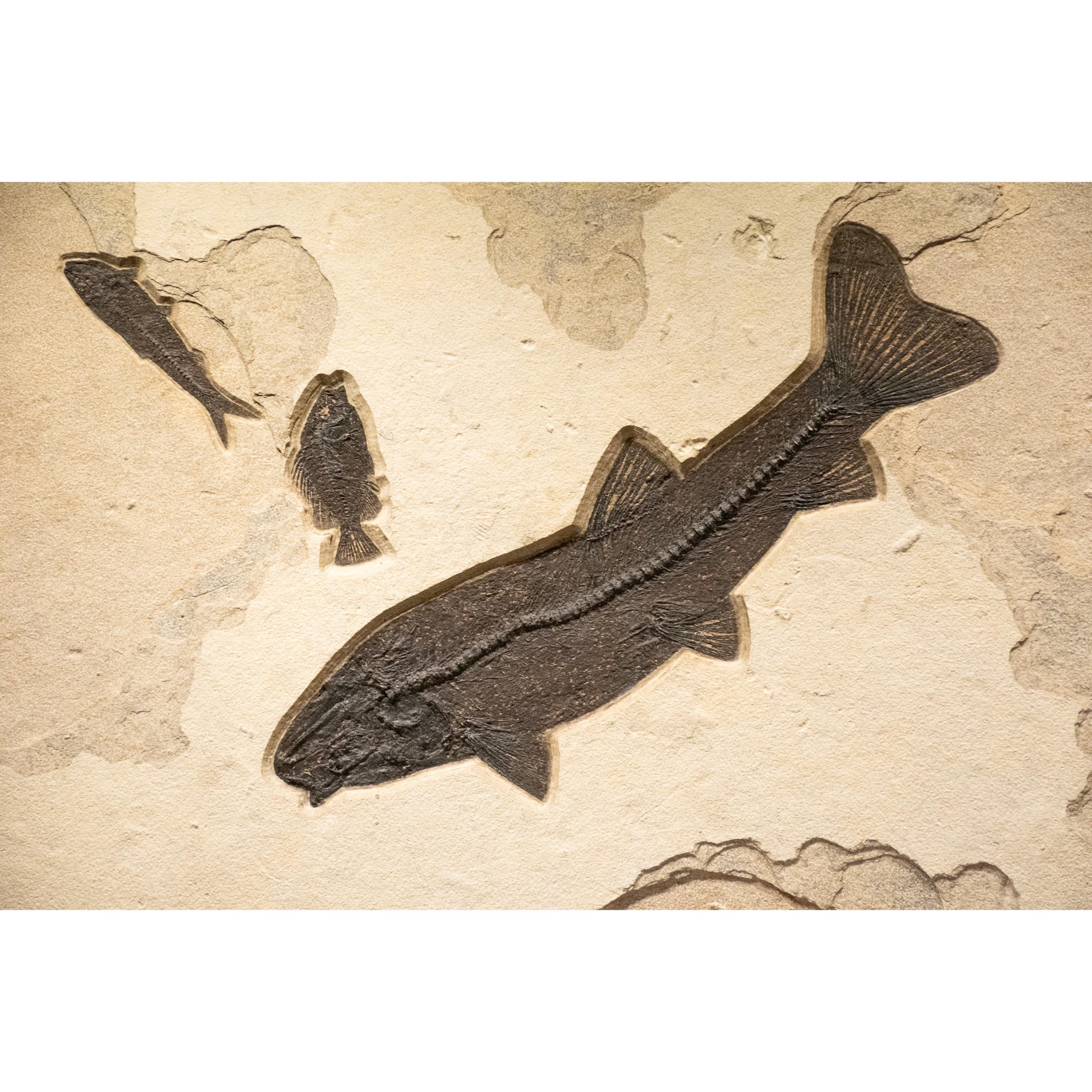 Murale di pesce fossile di 50 milioni di anni fa dalla Formazione del Green River, Wyoming In condizioni Nuovo in vendita a Logan, UT