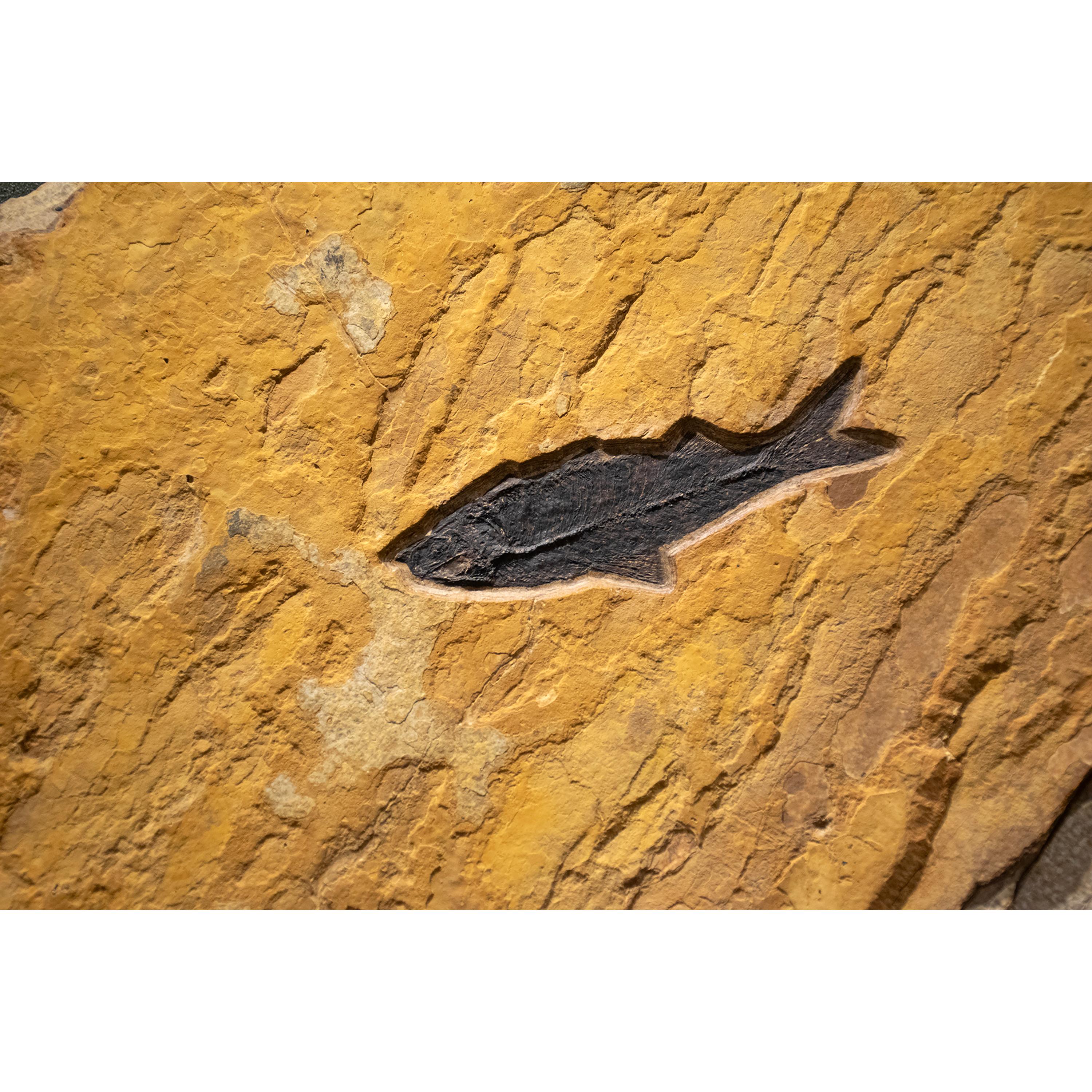 Murale di pesce fossile di 50 milioni di anni fa dalla Formazione del Green River, Wyoming In condizioni Nuovo in vendita a Logan, UT