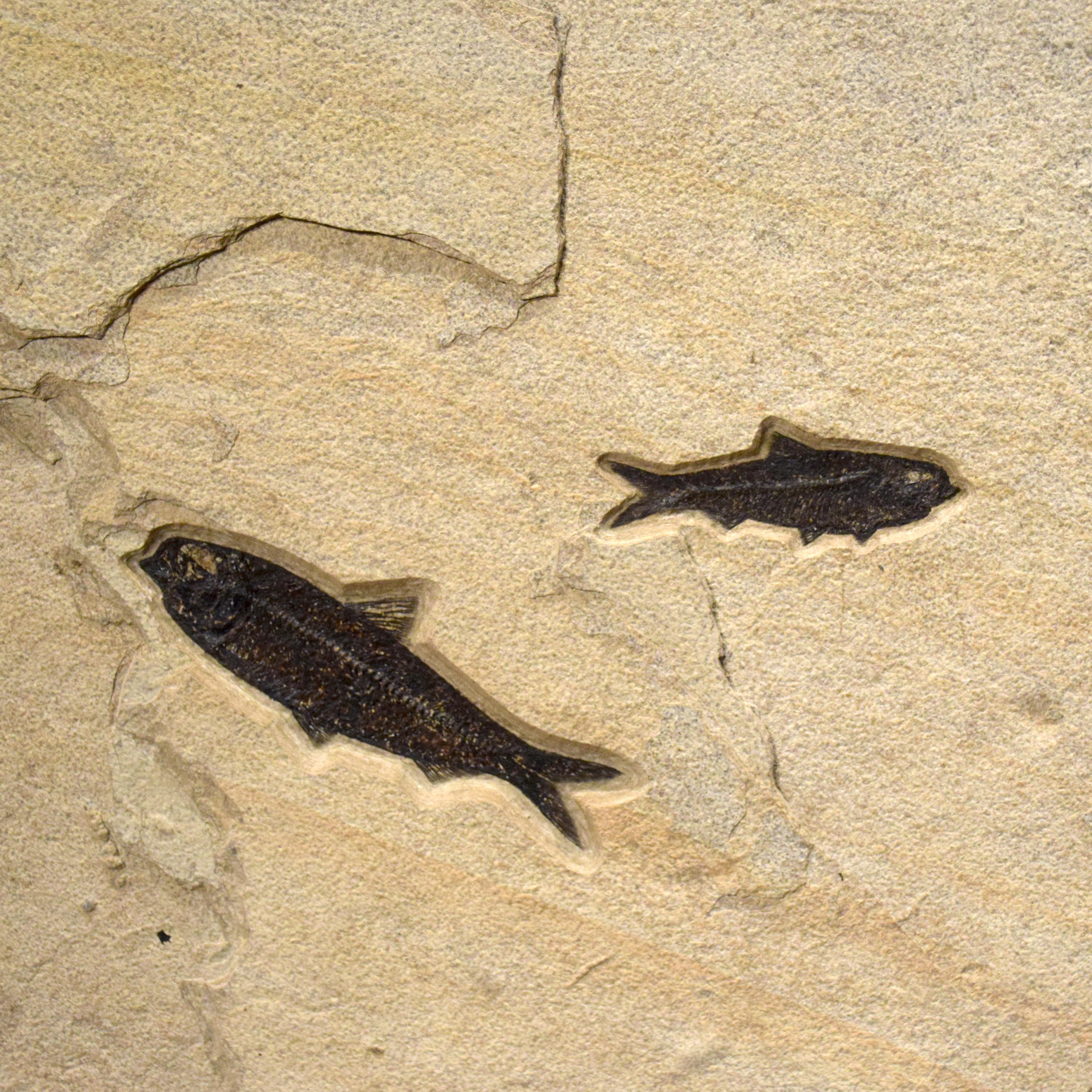 Peinture murale d'un poisson fossile vieux de 50 millions d'années provenant de la formation de Green River, Wyoming Neuf - En vente à Logan, UT
