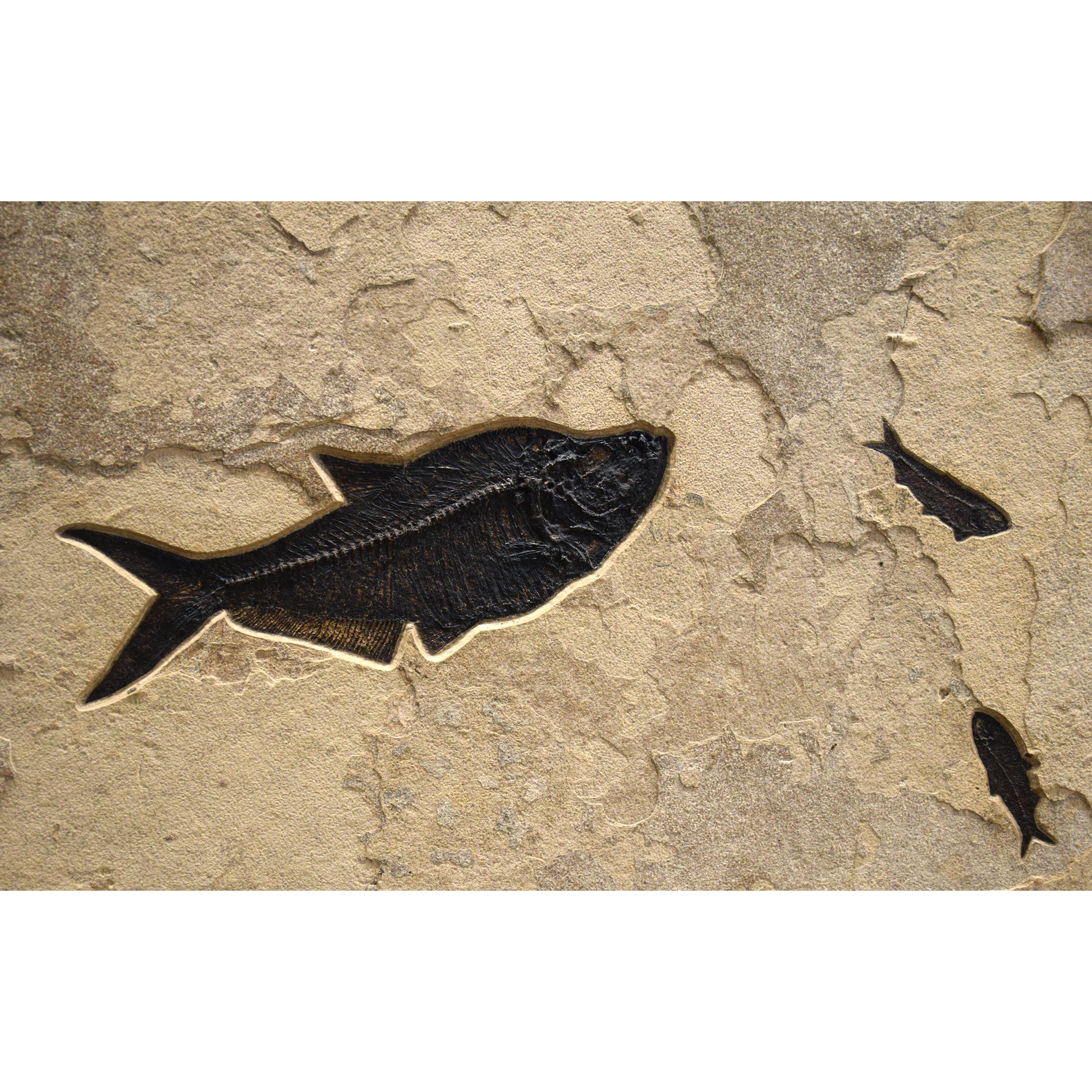 50 Millionen Jahre alte Fossil-Fisch-Wandmalerei aus der Formation des grünen Flusses, Wyoming im Zustand „Neu“ im Angebot in Logan, UT