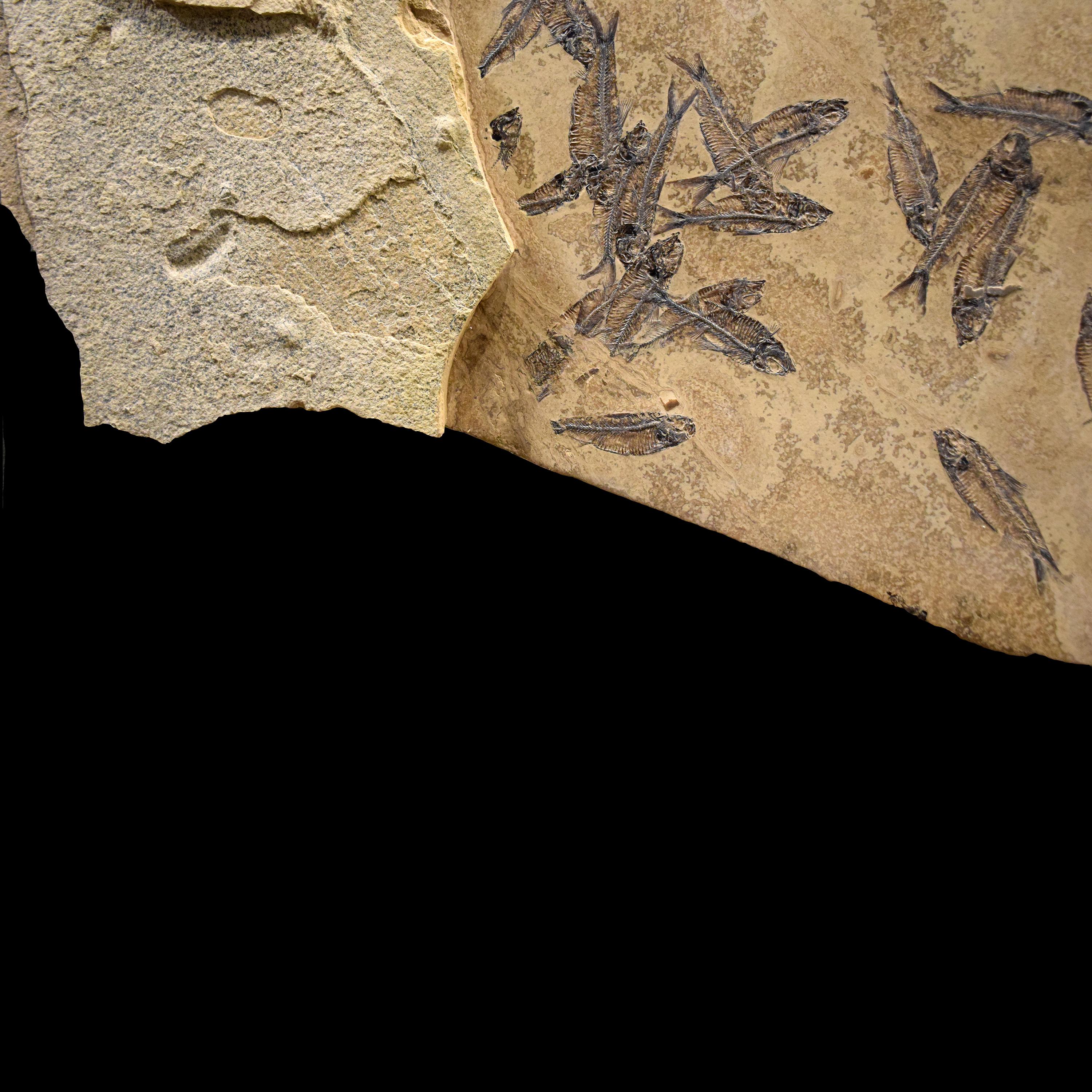 50 Millionen Jahre alte Fossil-Fisch-Wandmalerei aus der Formation des grünen Flusses, Wyoming im Zustand „Neu“ im Angebot in Logan, UT