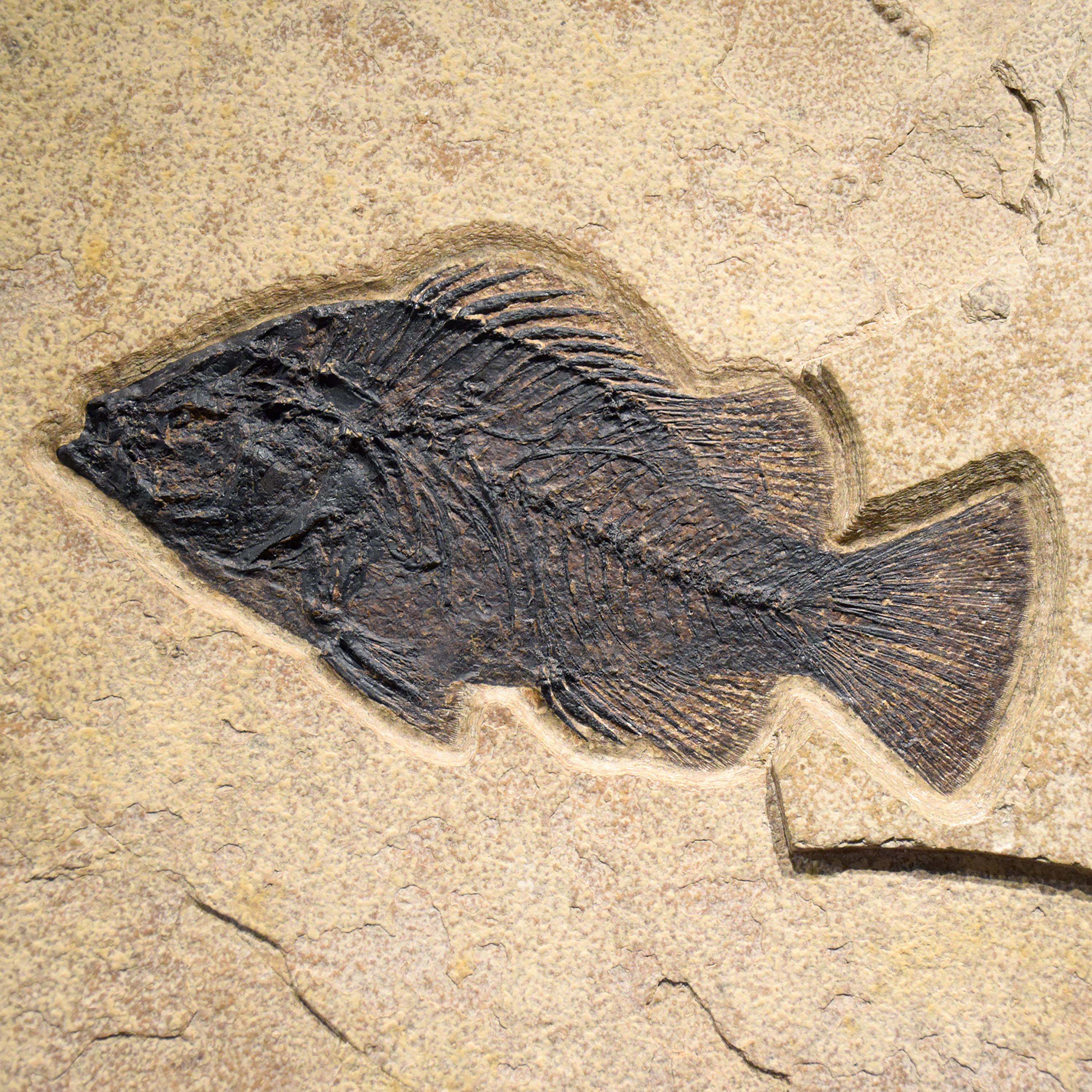 Peinture murale d'un poisson fossile vieux de 50 millions d'années provenant de la formation de Green River, Wyoming Neuf - En vente à Logan, UT