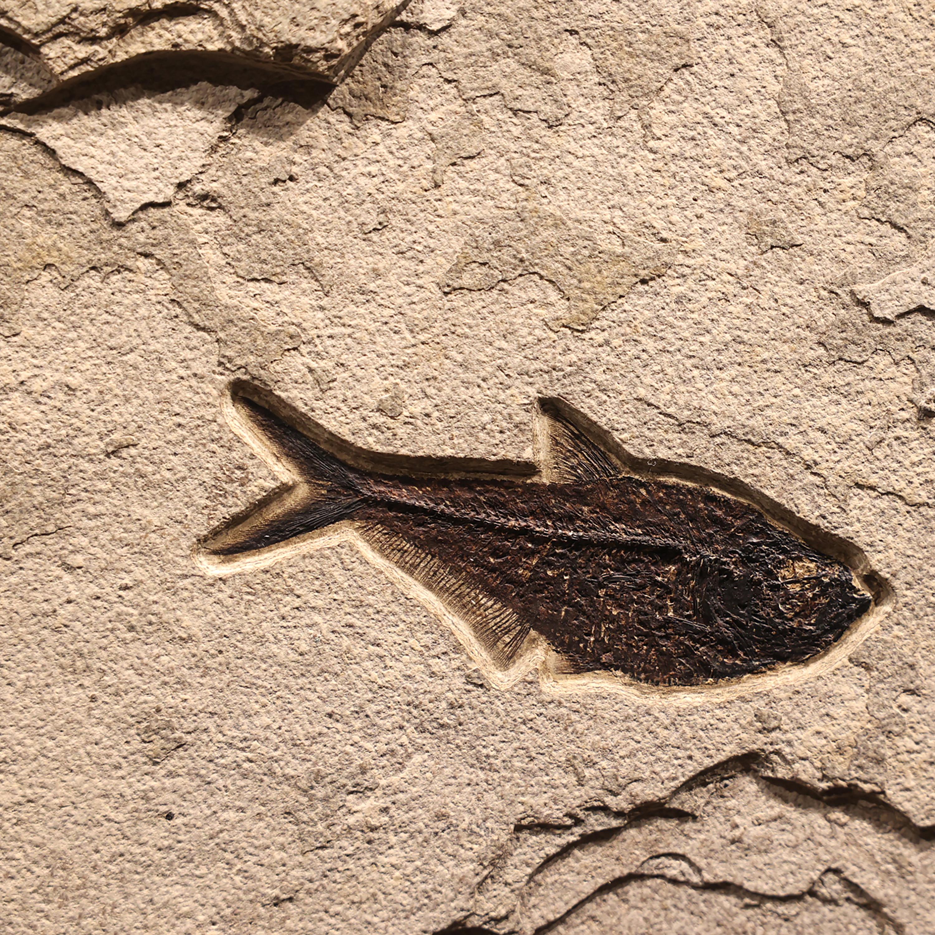 Contemporary 50 Million Year Old Fossil Fish Mural from the Green River Formation, Wyoming For Sale