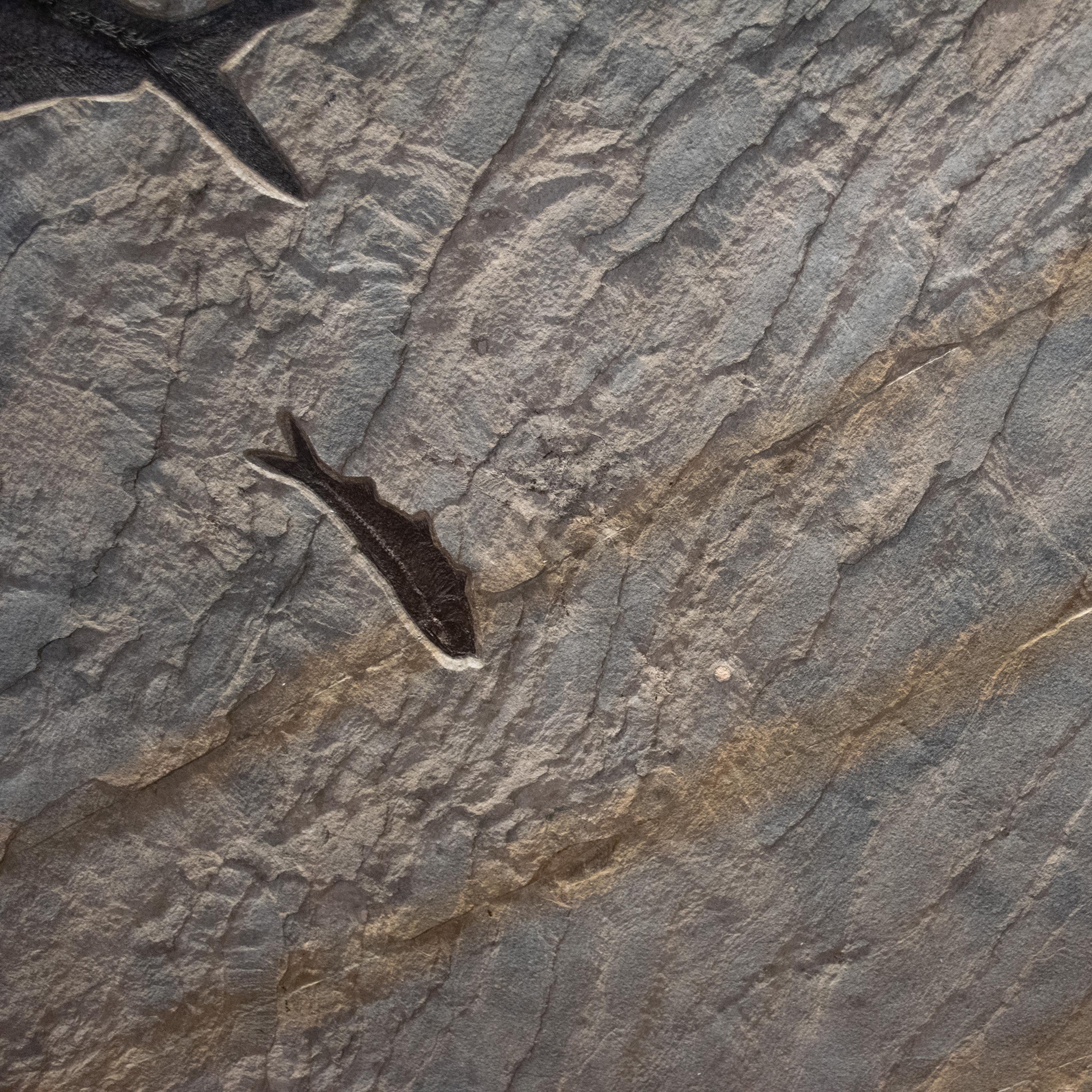 50 Millionen Jahre alte Fossil-Fisch-Wandmalerei aus der Formation des grünen Flusses, Wyoming (21. Jahrhundert und zeitgenössisch) im Angebot