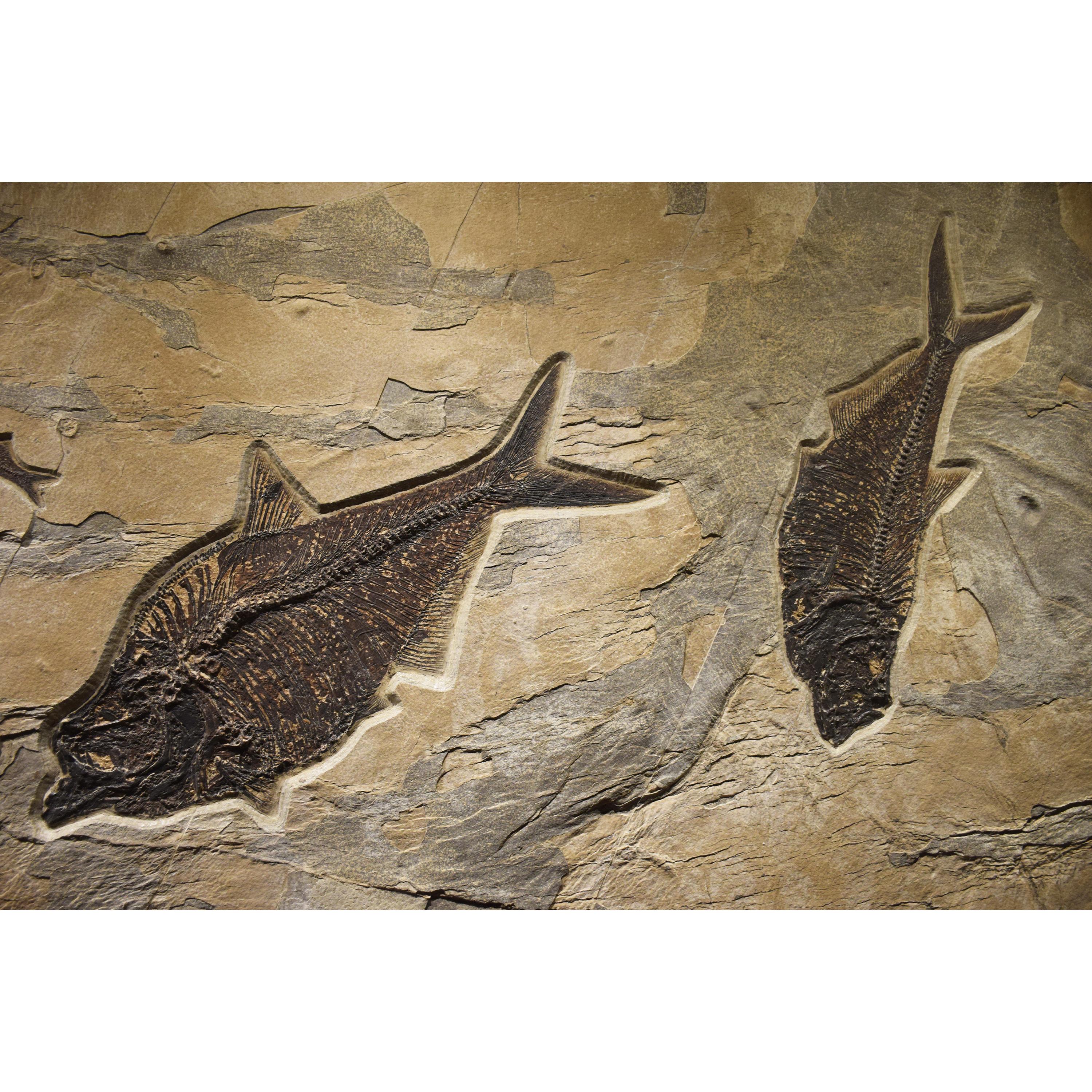 Contemporary 50 Million Year Old Fossil Fish Mural from the Green River Formation, Wyoming