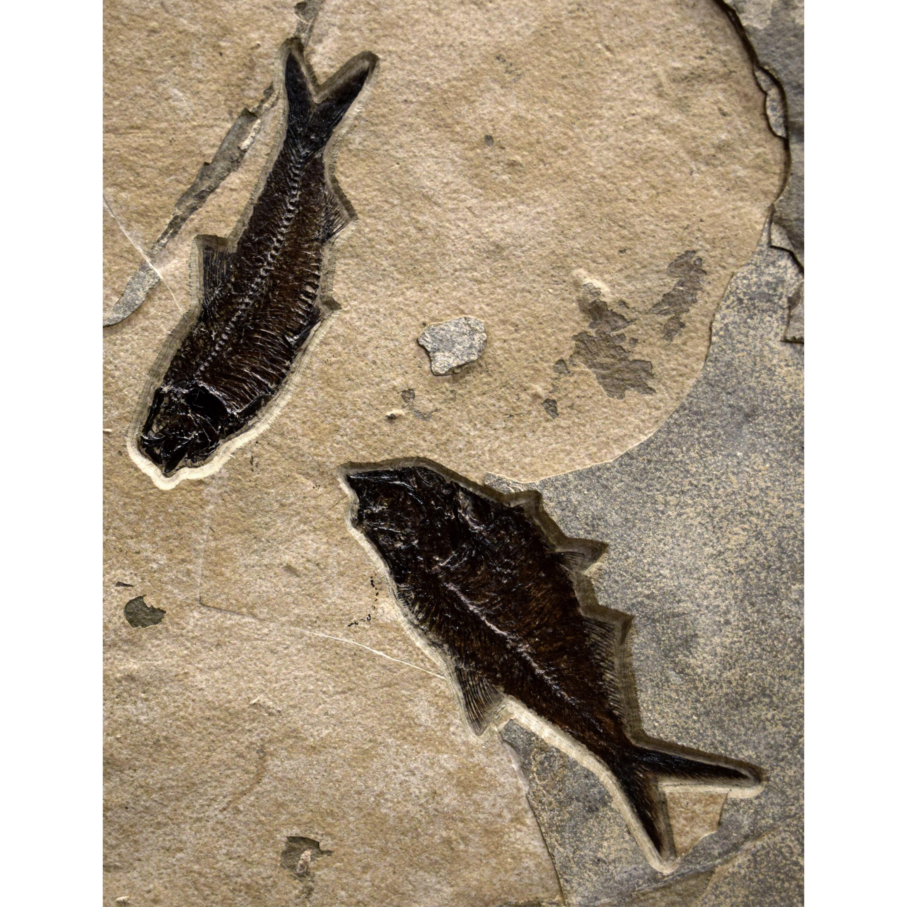 Contemporary 50 Million Year Old Fossil Fish Mural from the Green River Formation, Wyoming