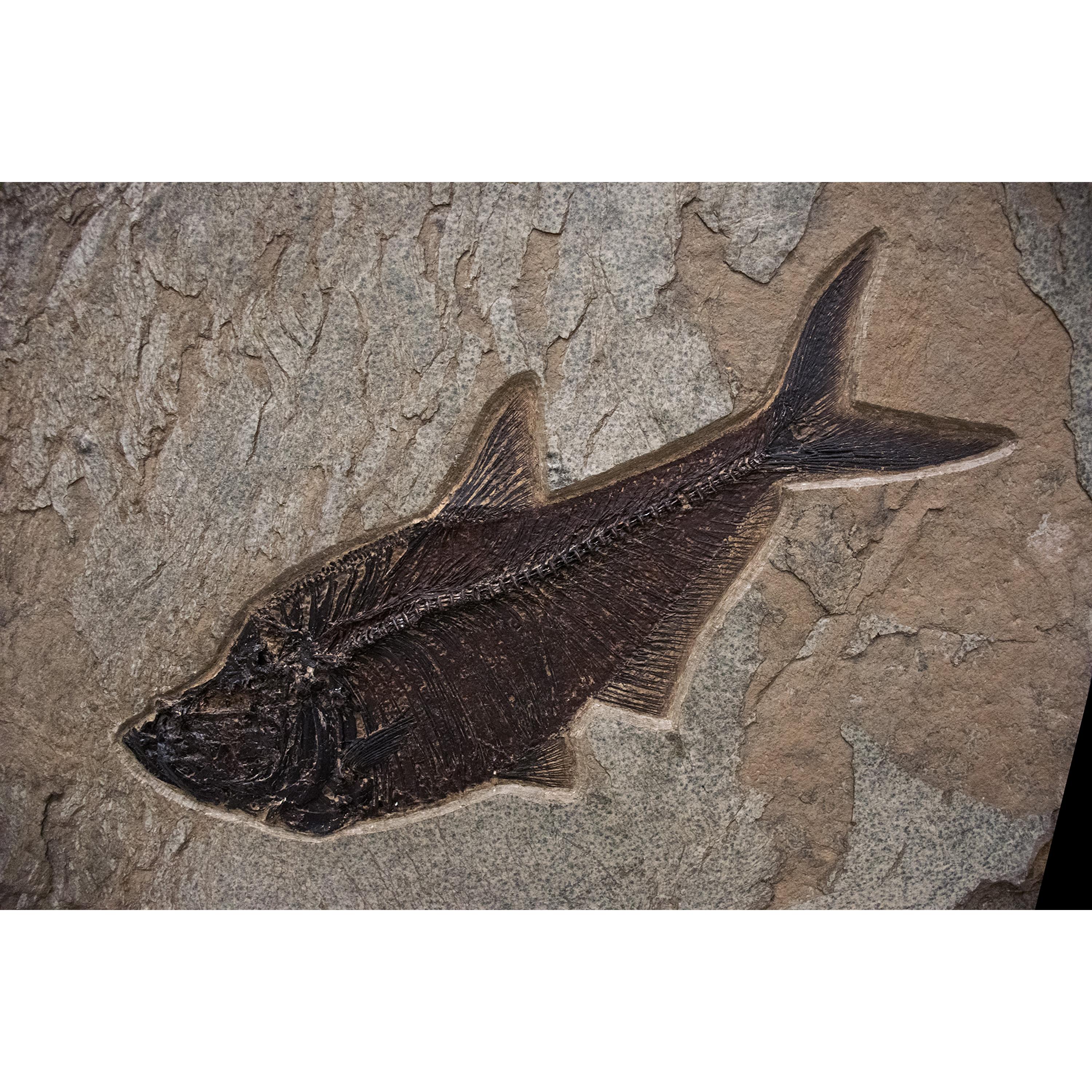 Contemporary 50 Million Year Old Fossil Fish Mural from the Green River Formation, Wyoming