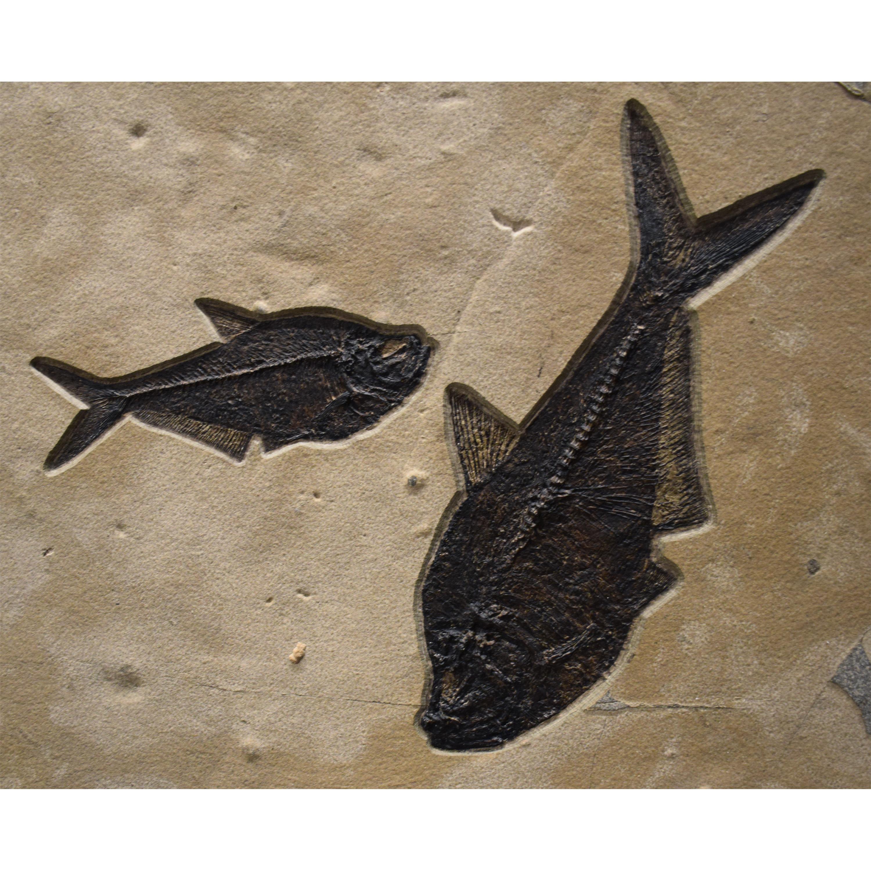 Contemporary 50 Million Year Old Fossil Fish Mural from the Green River Formation, Wyoming