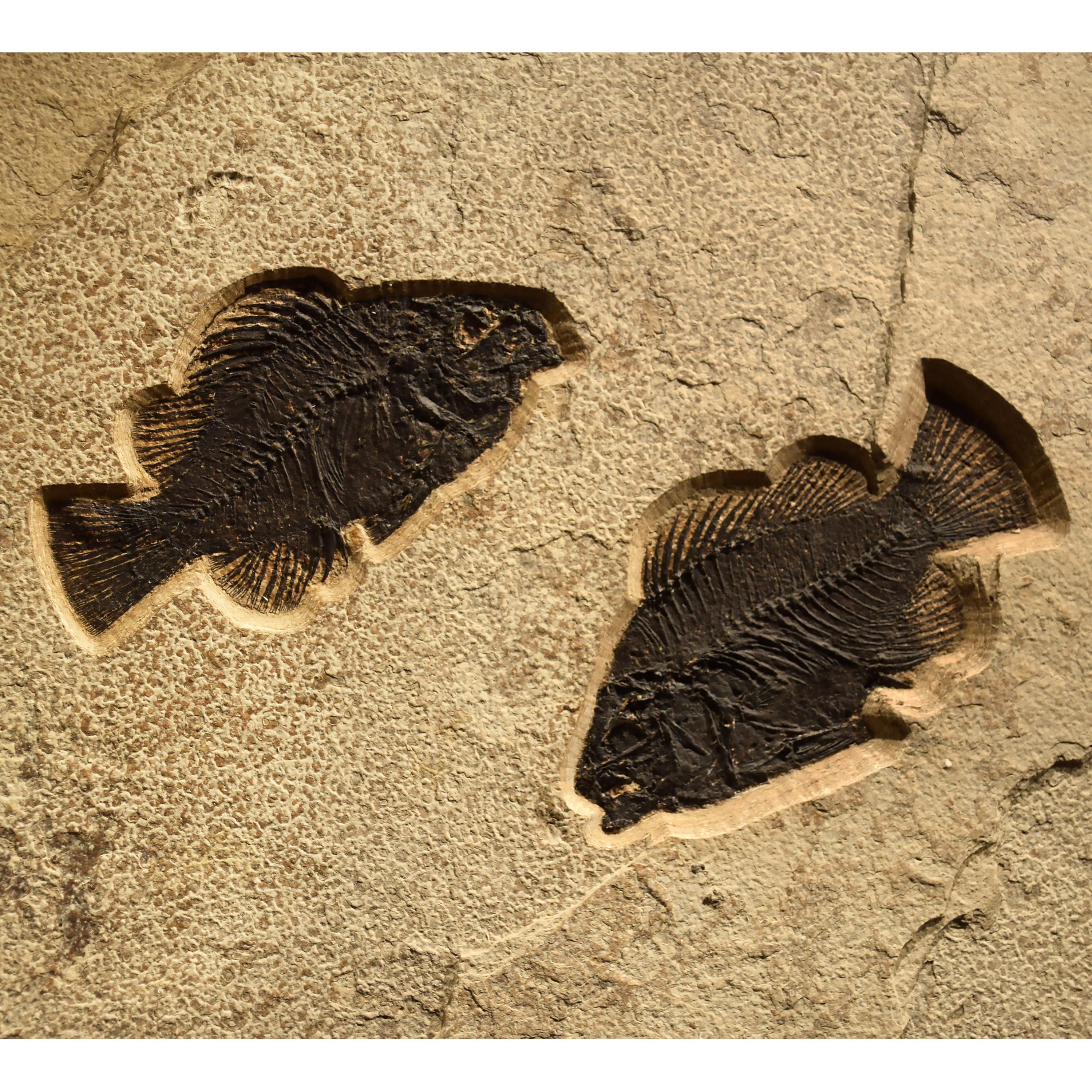 Contemporary 50 Million Year Old Fossil Fish Mural from the Green River Formation, Wyoming
