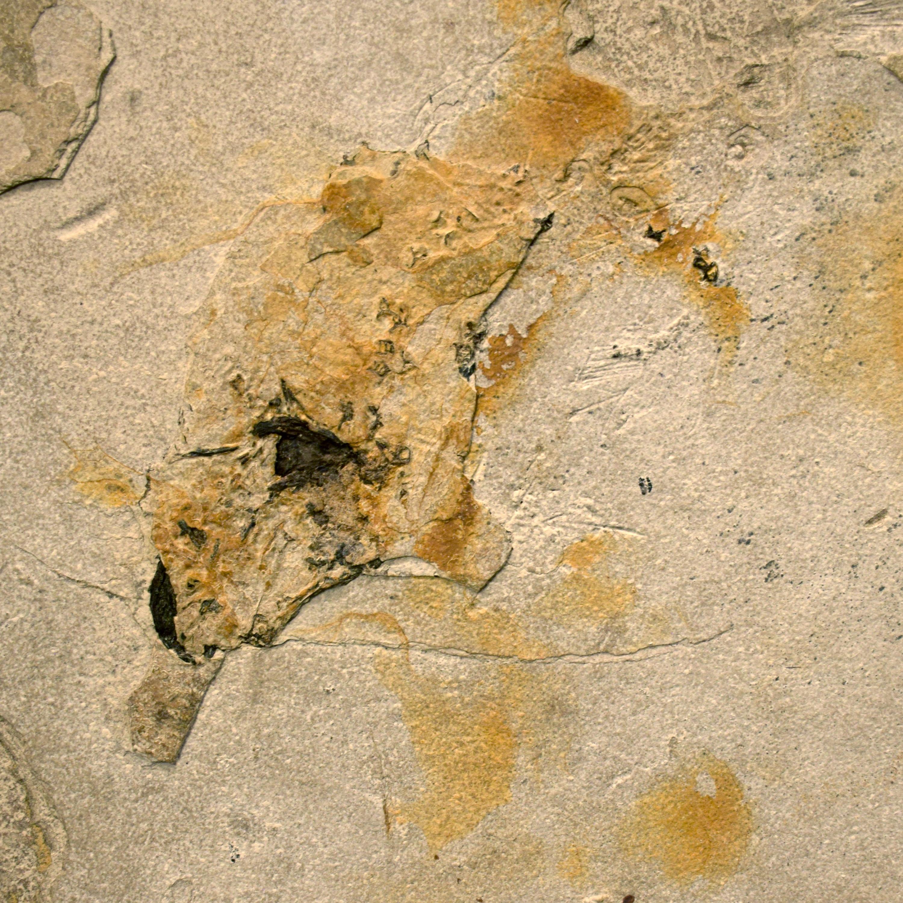 Contemporary 50 Million Year Old Fossil Fish Mural from the Green River Formation, Wyoming
