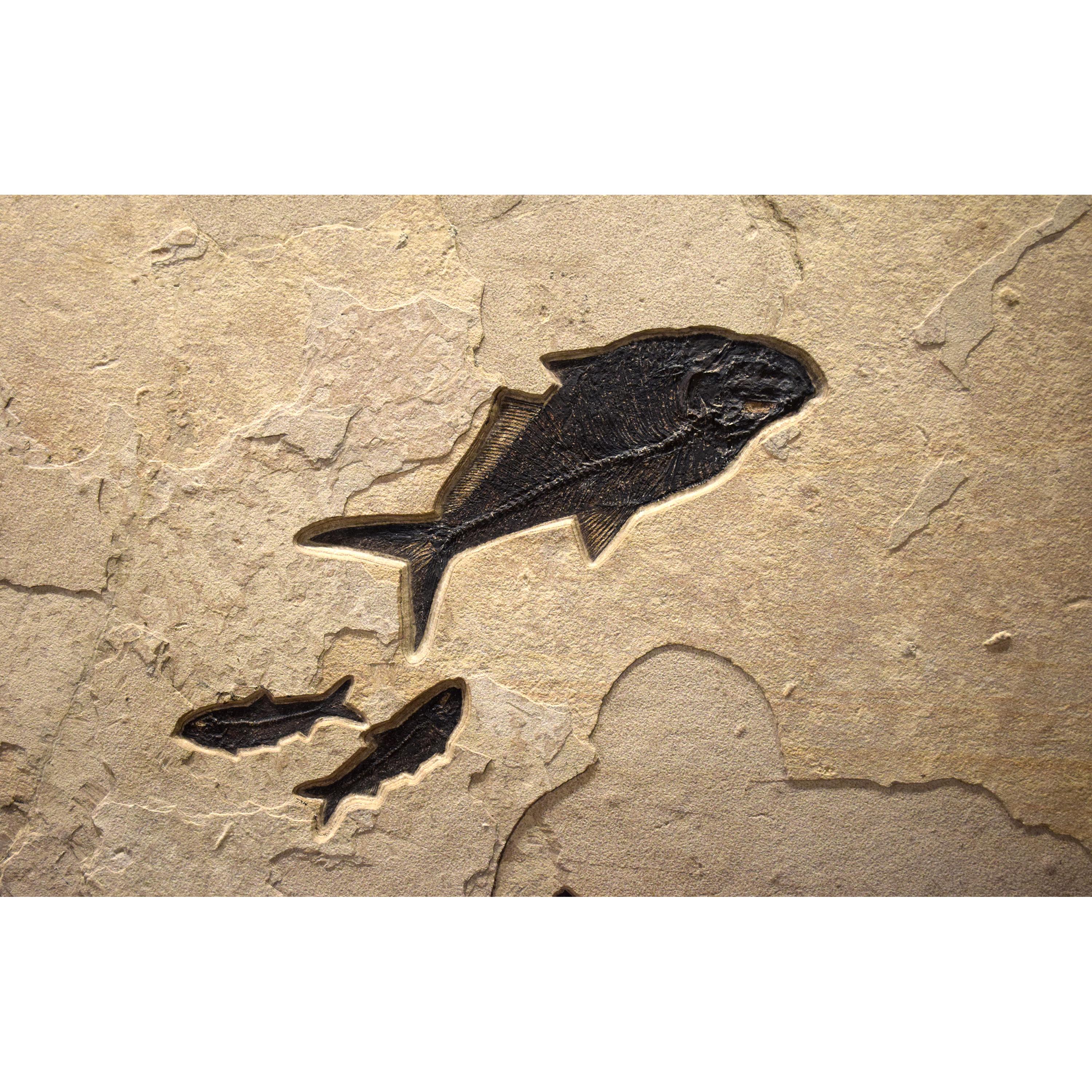 Mural de peces fósiles de 50 millones de años de la Formación Green River, Wyoming Siglo XXI y contemporáneo en venta