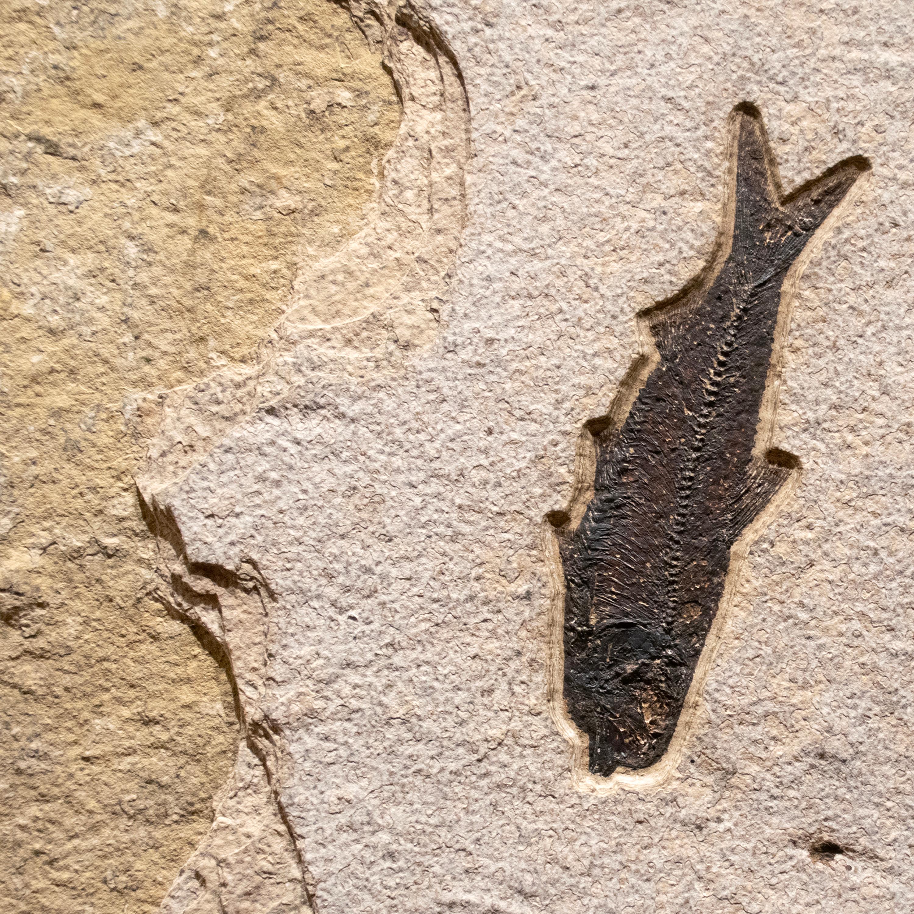 Contemporary 50 Million Year Old Fossil Fish Mural from the Green River Formation, Wyoming