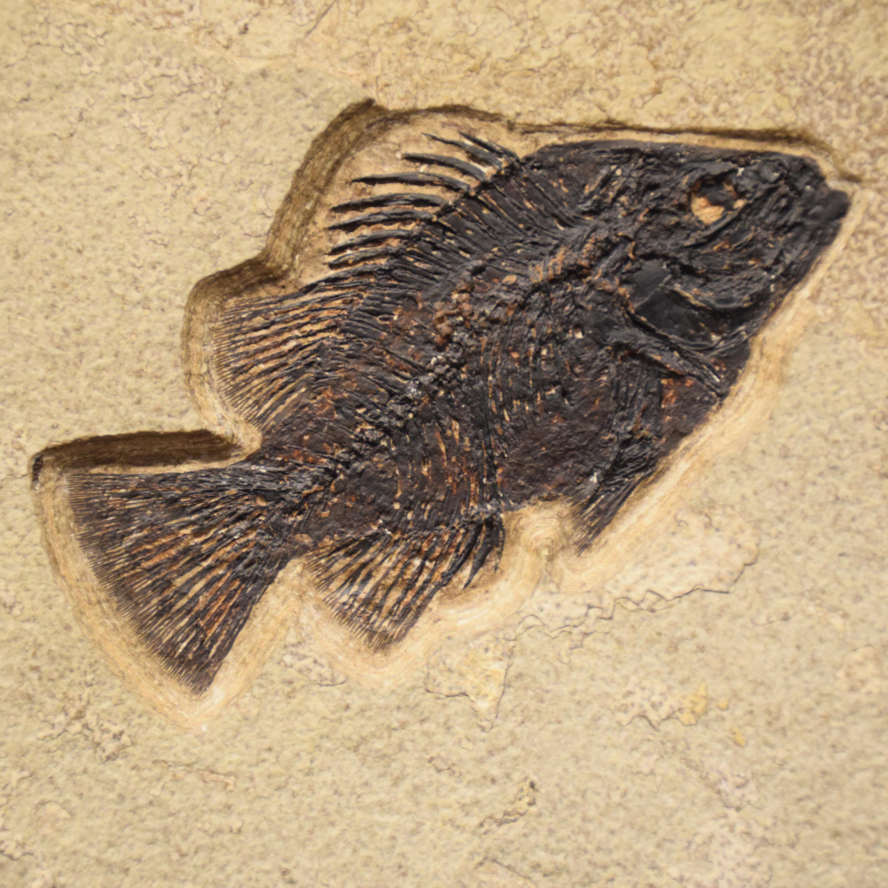 XXI secolo e contemporaneo Murale di pesce fossile di 50 milioni di anni fa dalla Formazione del Green River, Wyoming in vendita